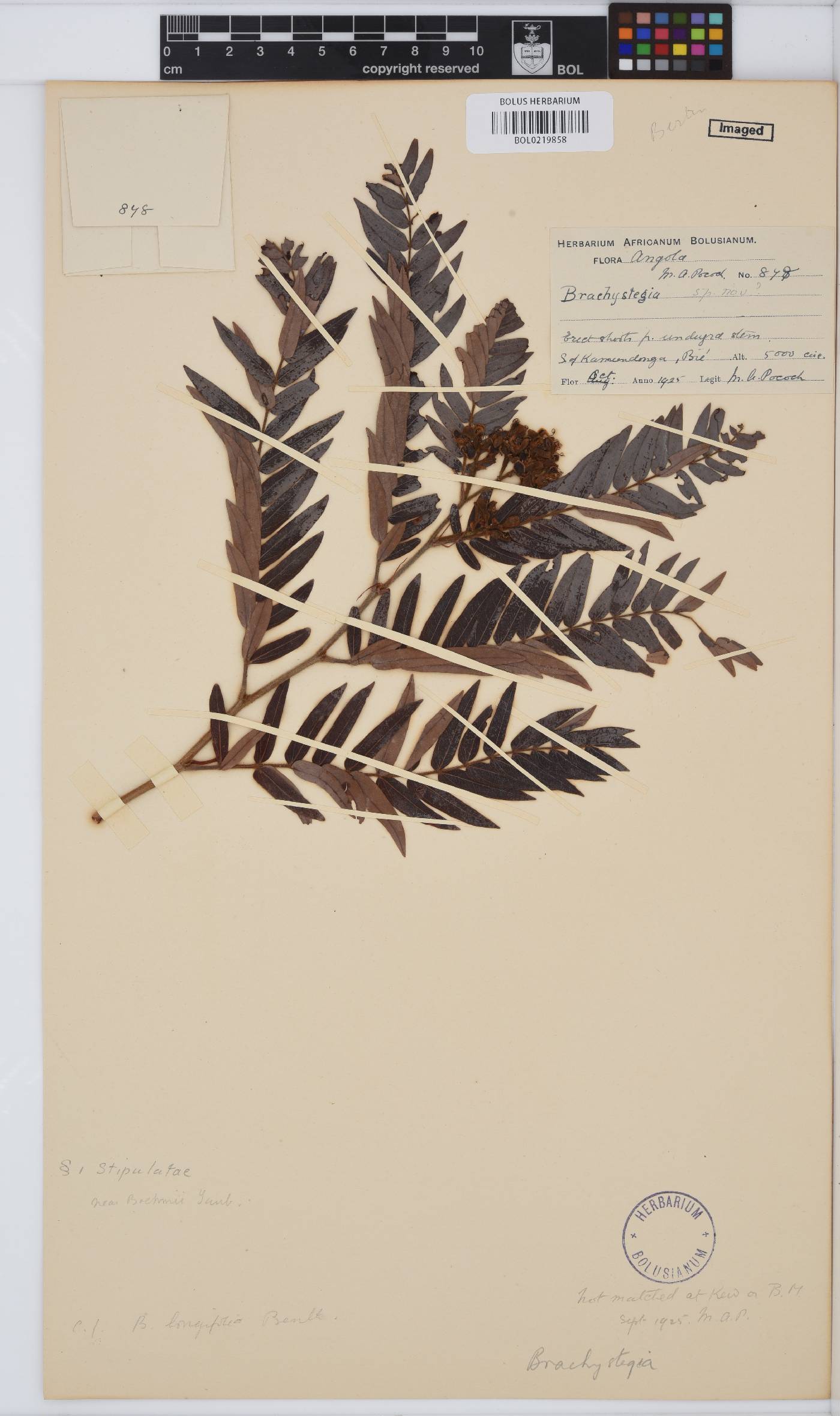 Brachystegia image