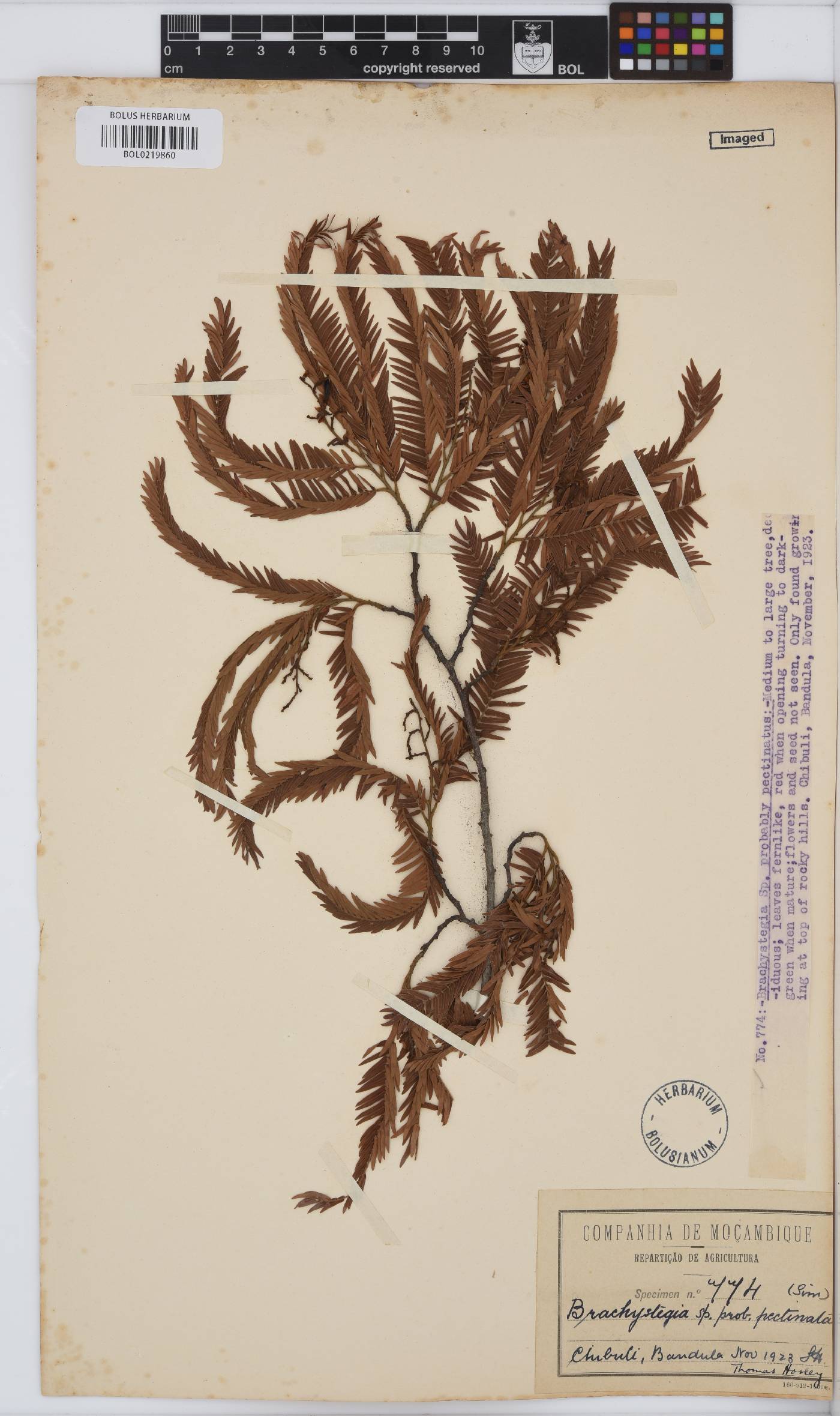 Brachystegia image