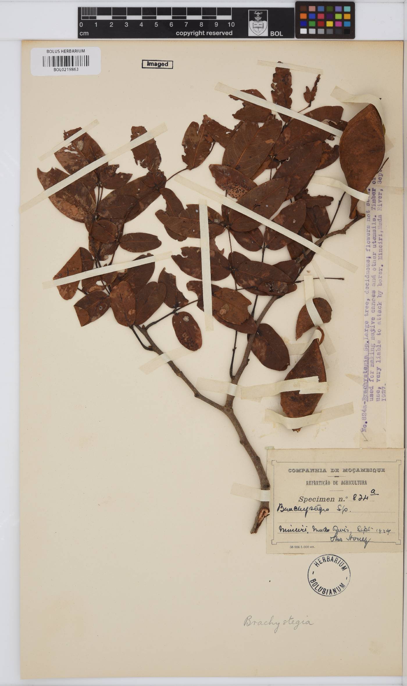 Brachystegia image
