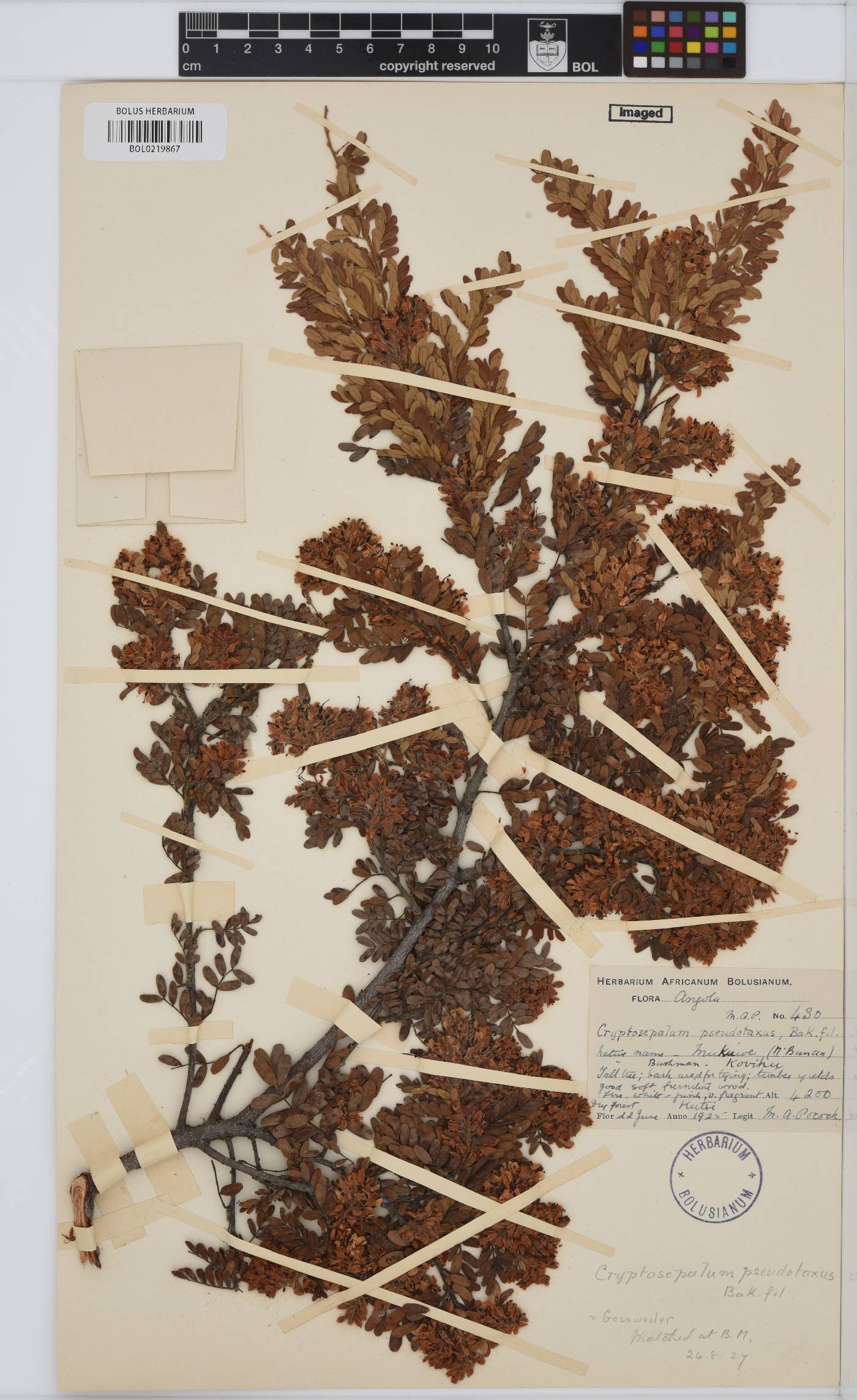 Cryptosepalum exfoliatum subsp. pseudotaxus image