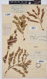 Cryptosepalum maraviense image