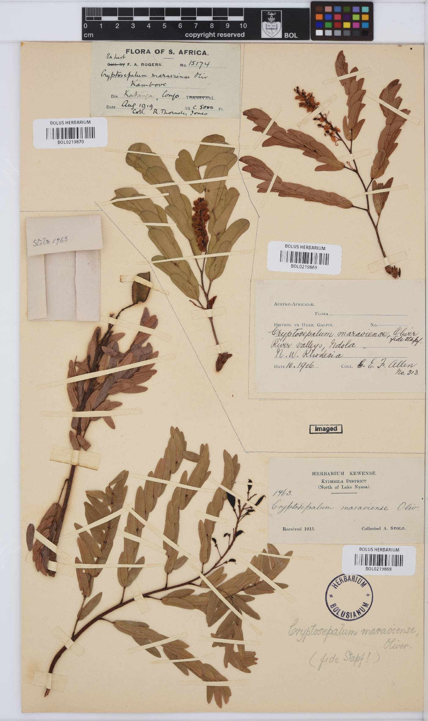 Cryptosepalum image