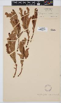 Cryptosepalum maraviense image