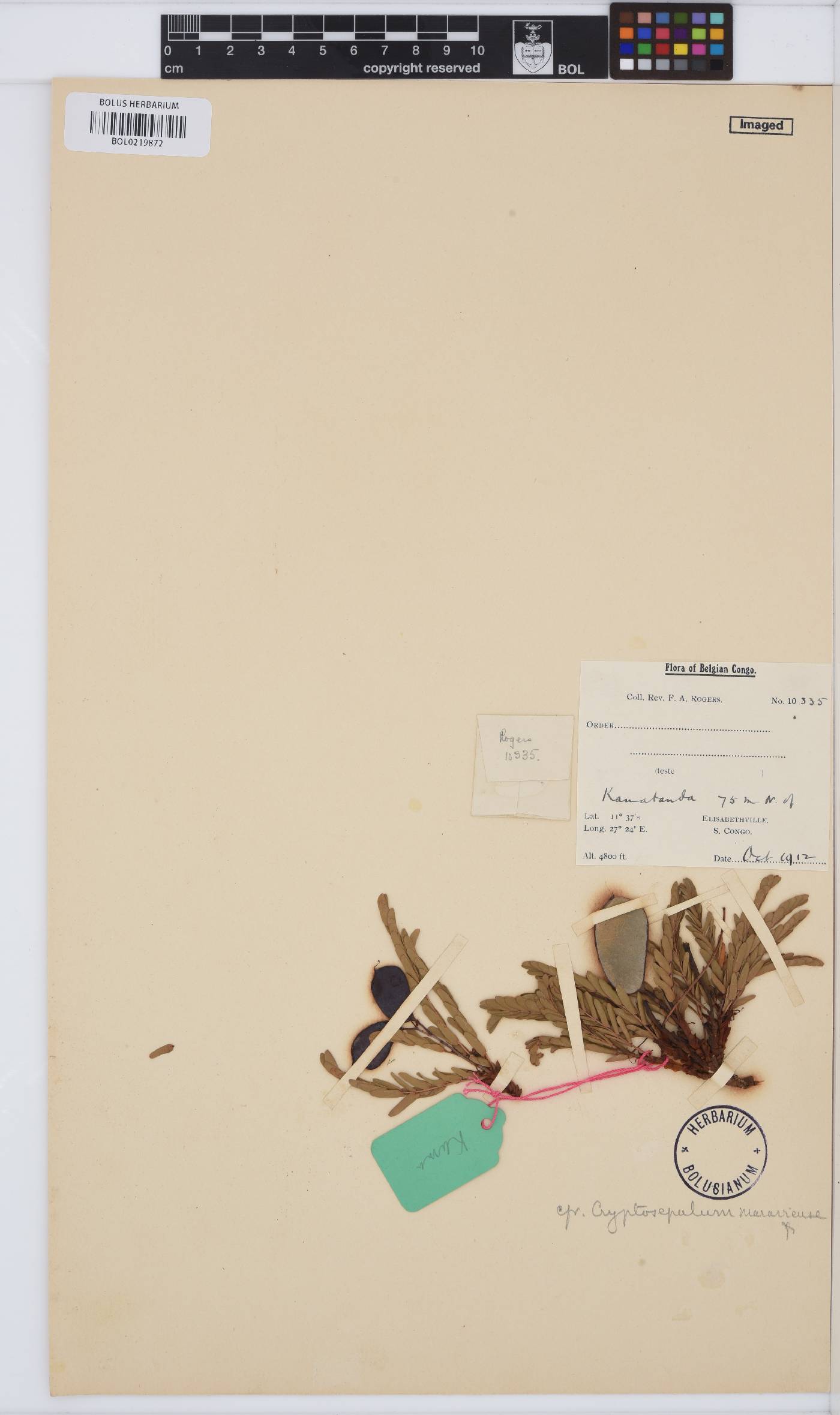 Cryptosepalum maraviense image