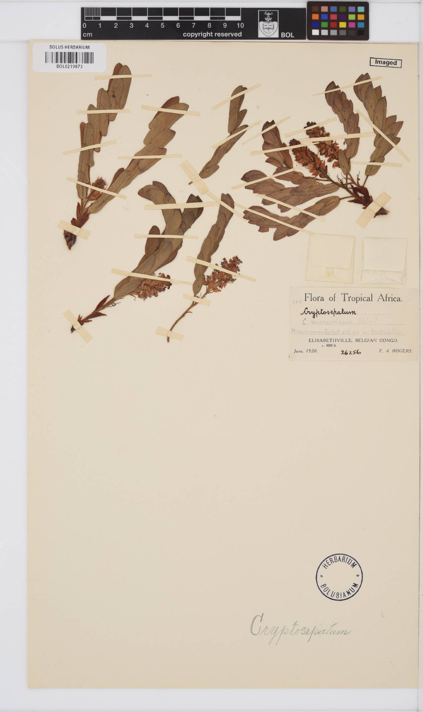 Cryptosepalum maraviense image