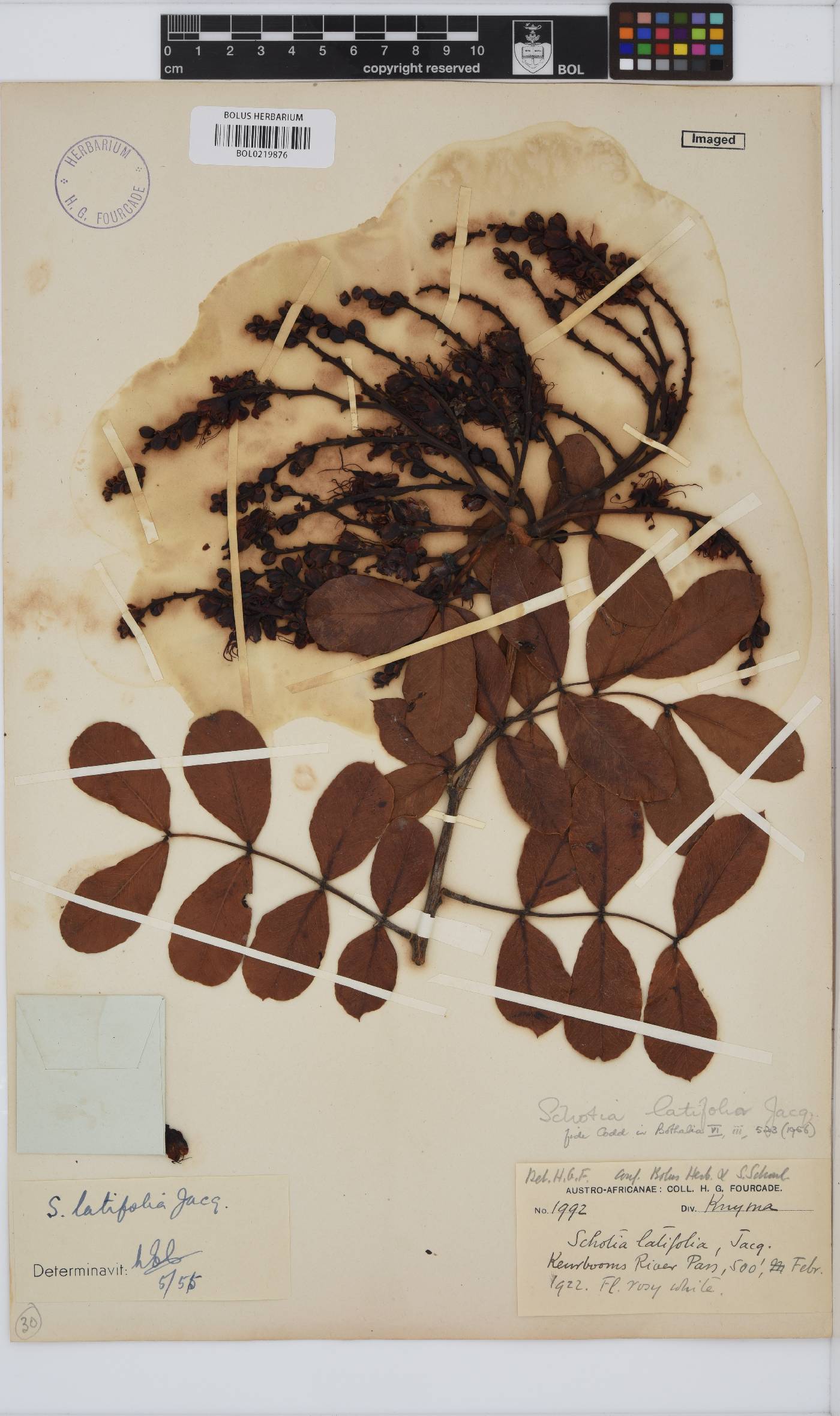 Schotia latifolia image