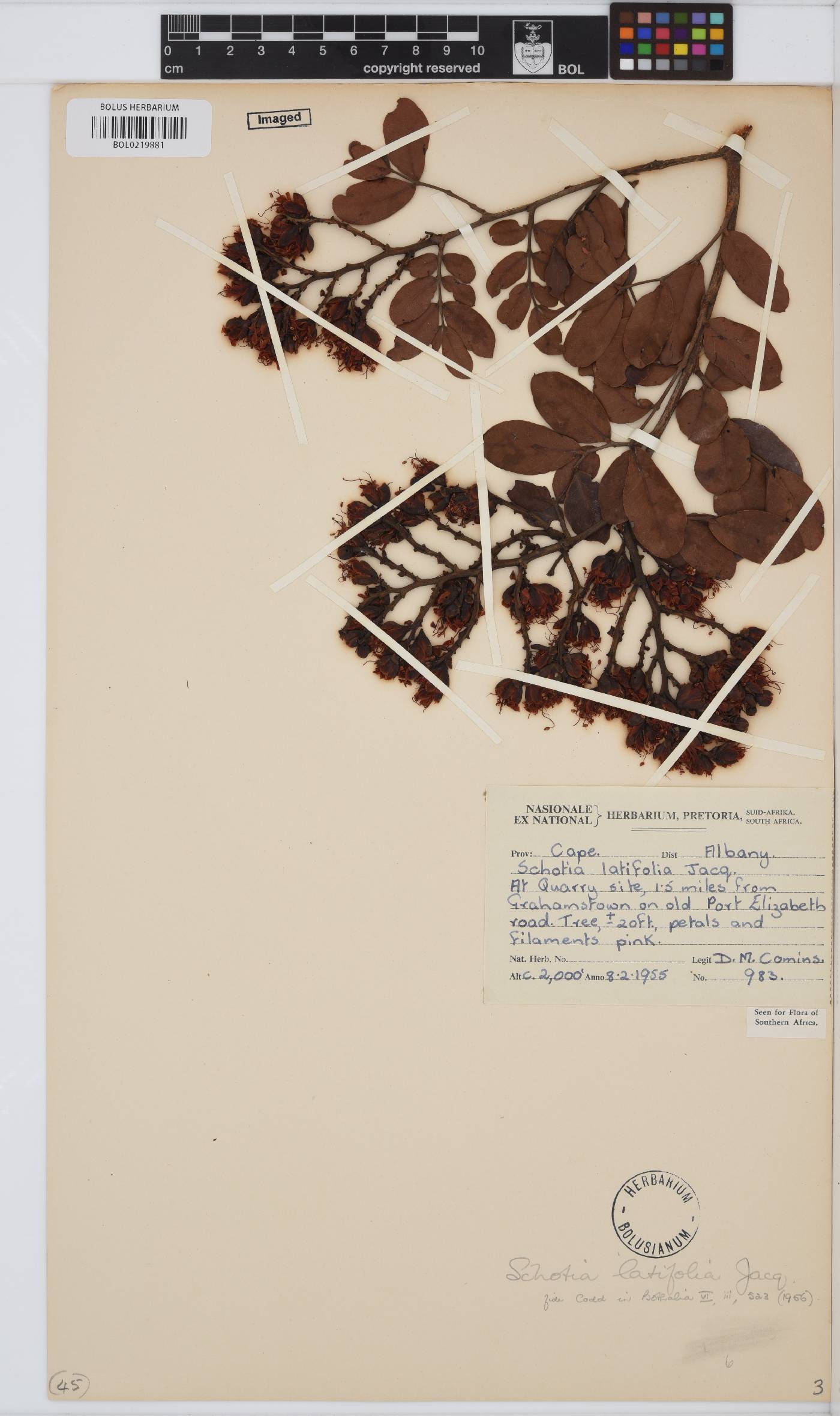 Schotia latifolia image