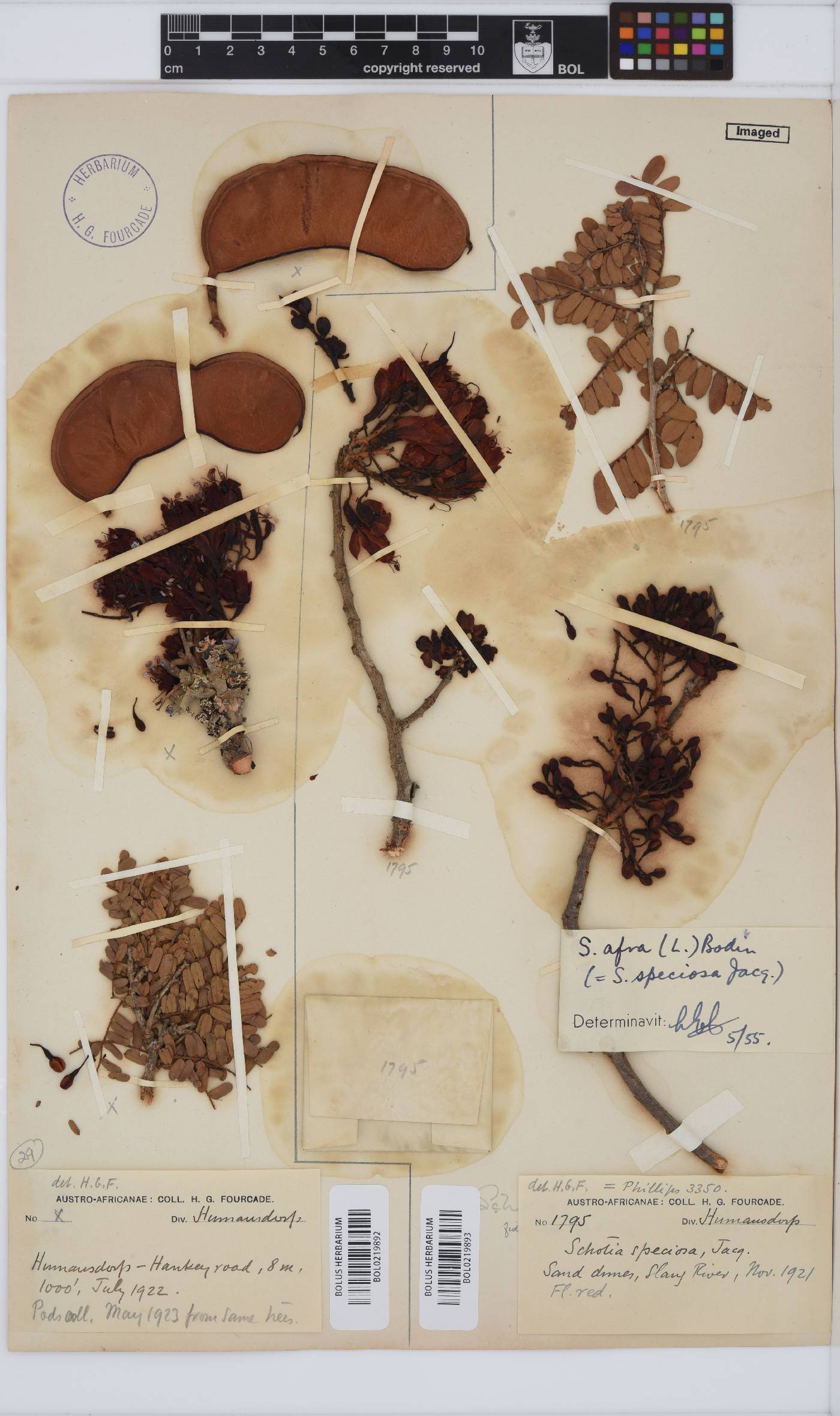Schotia afra var. afra image