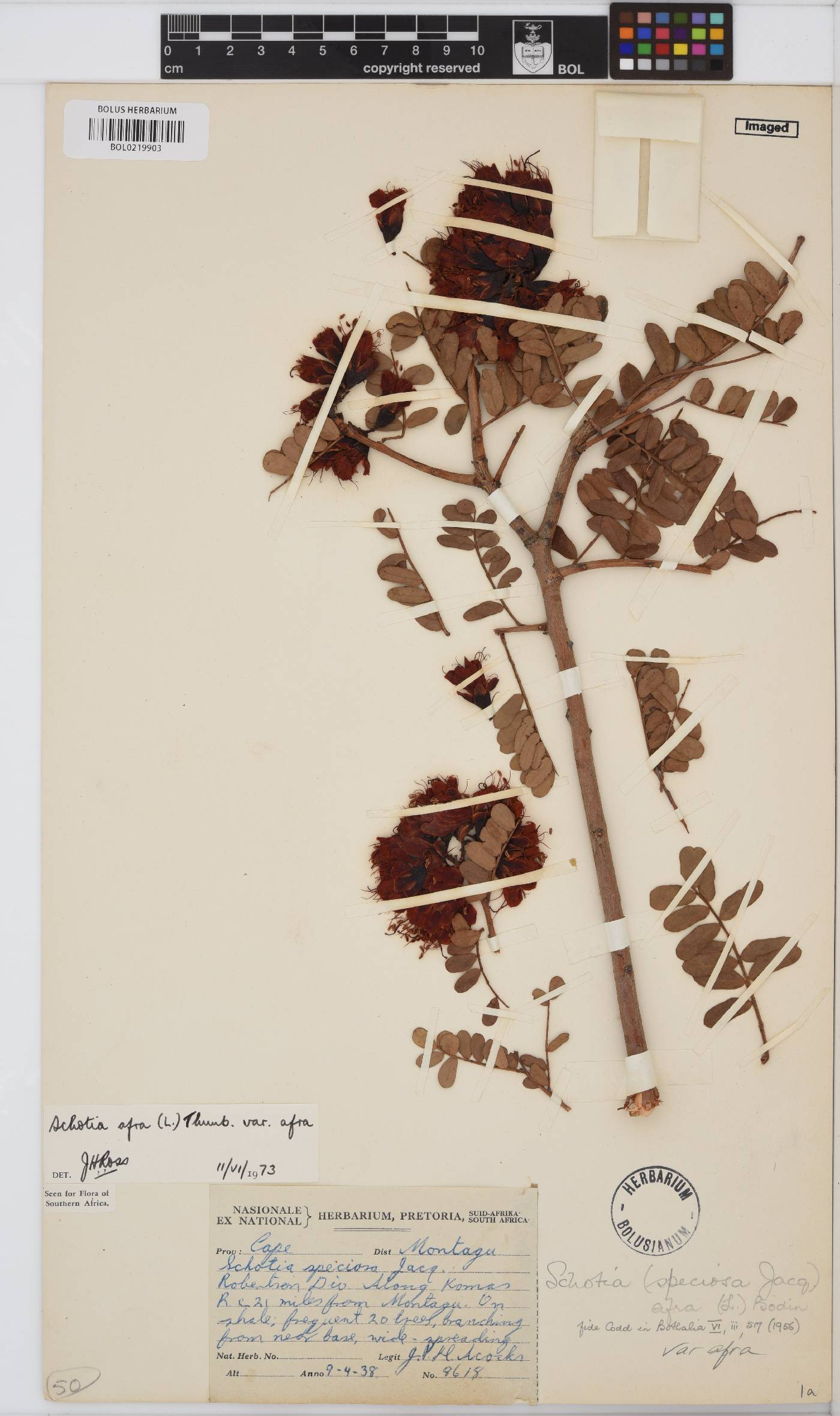 Schotia afra var. afra image