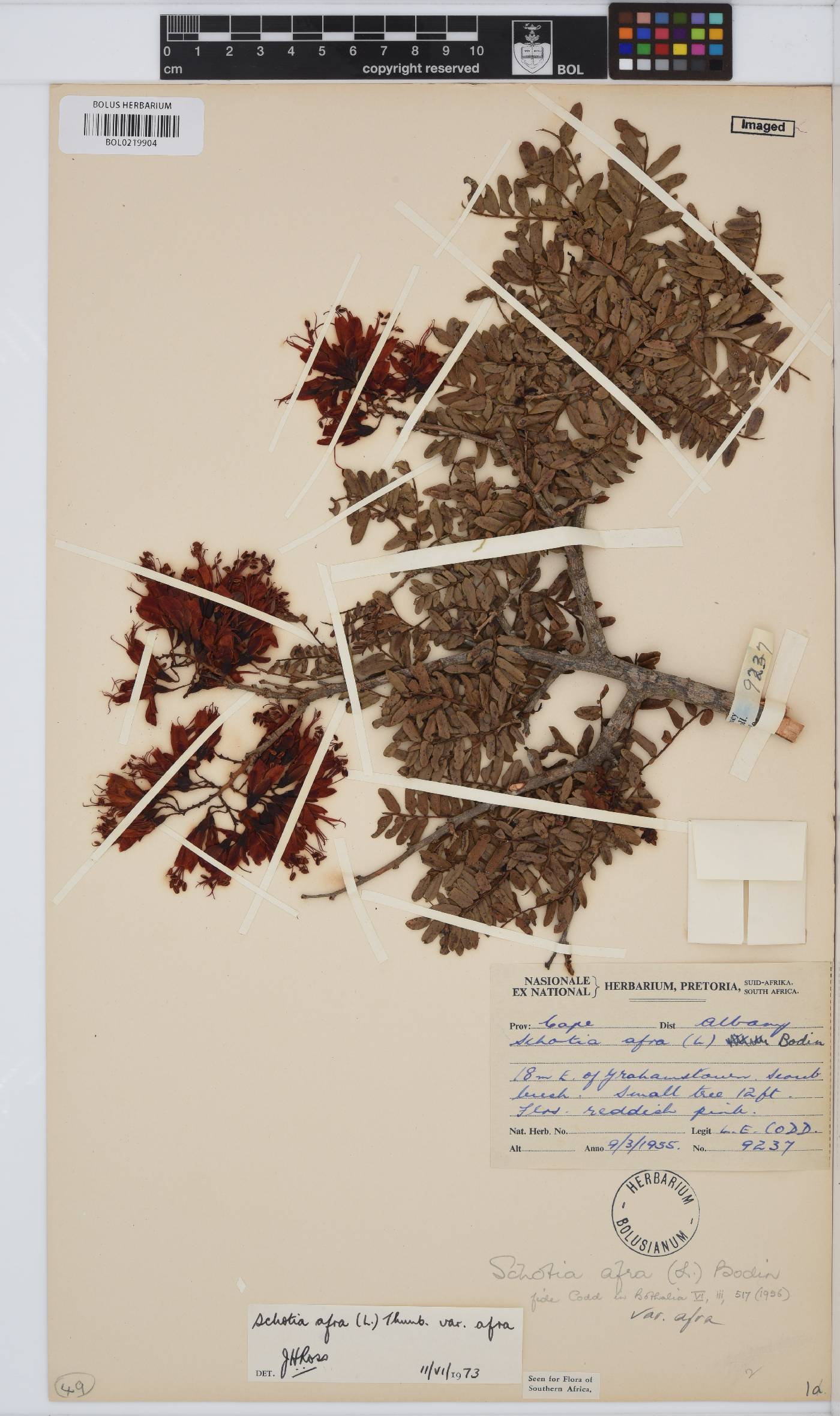 Schotia afra var. afra image