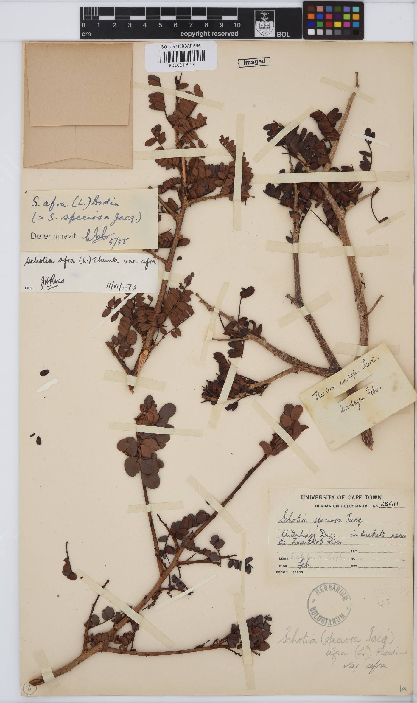 Schotia afra var. afra image