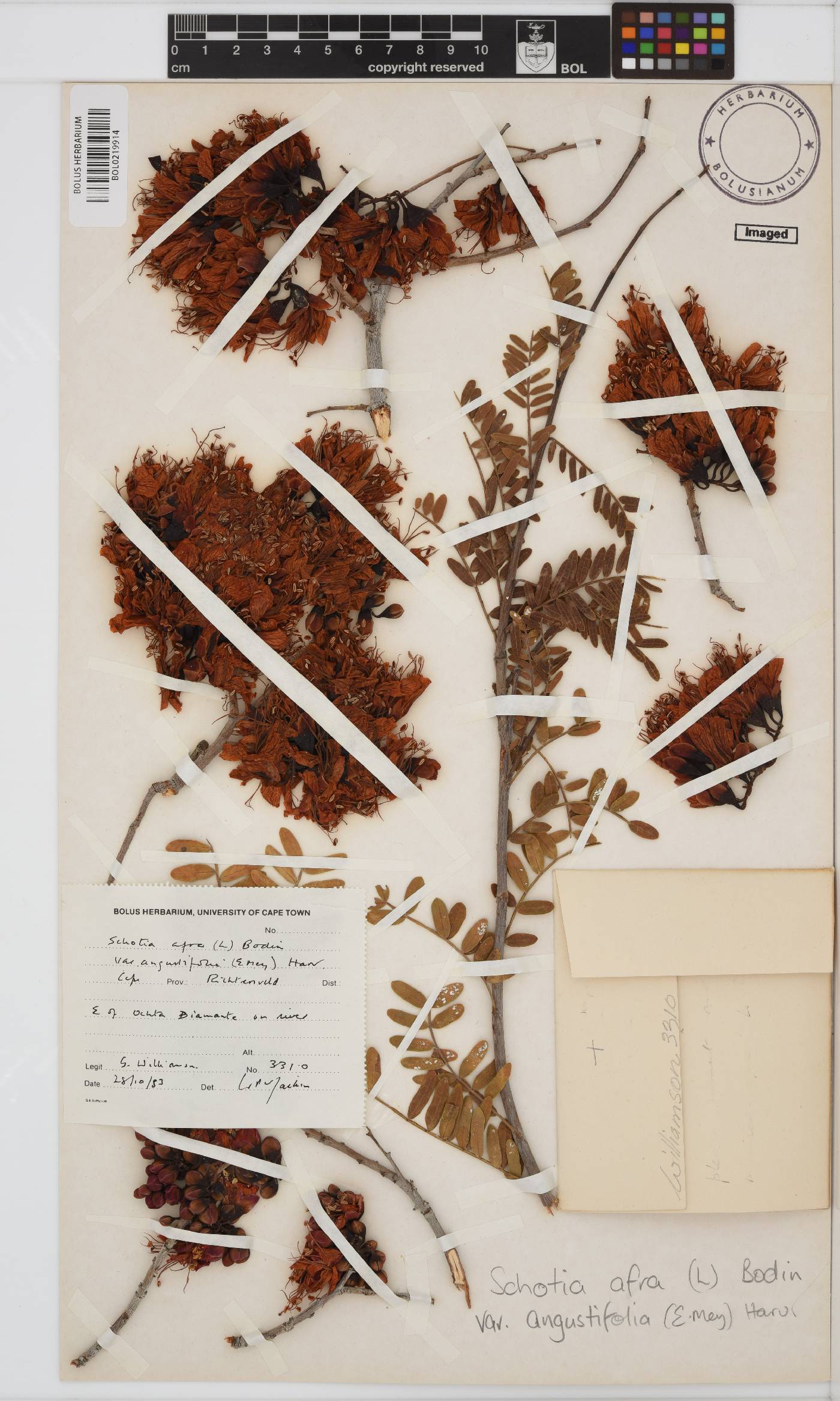 Schotia afra image