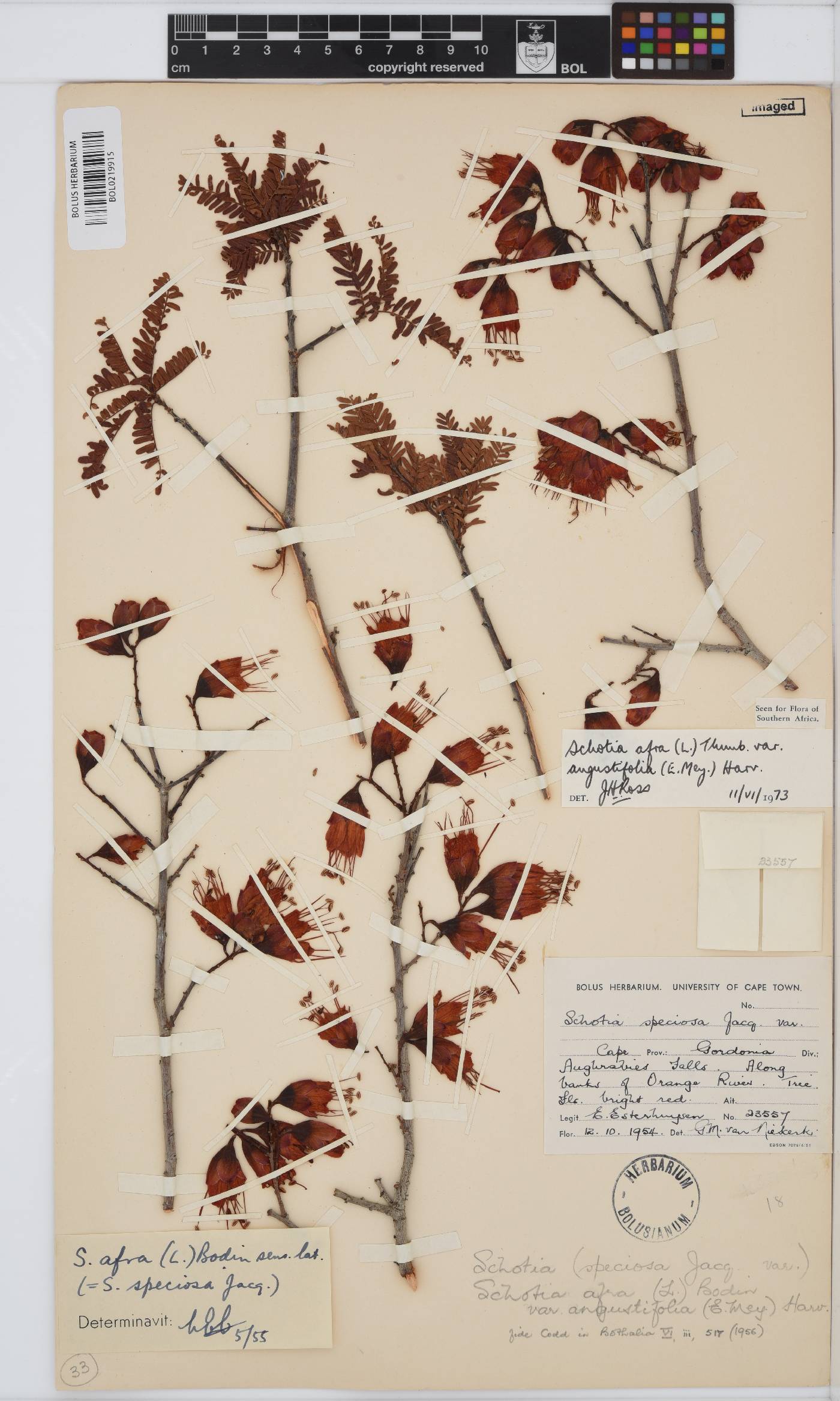 Schotia afra var. angustifolia image