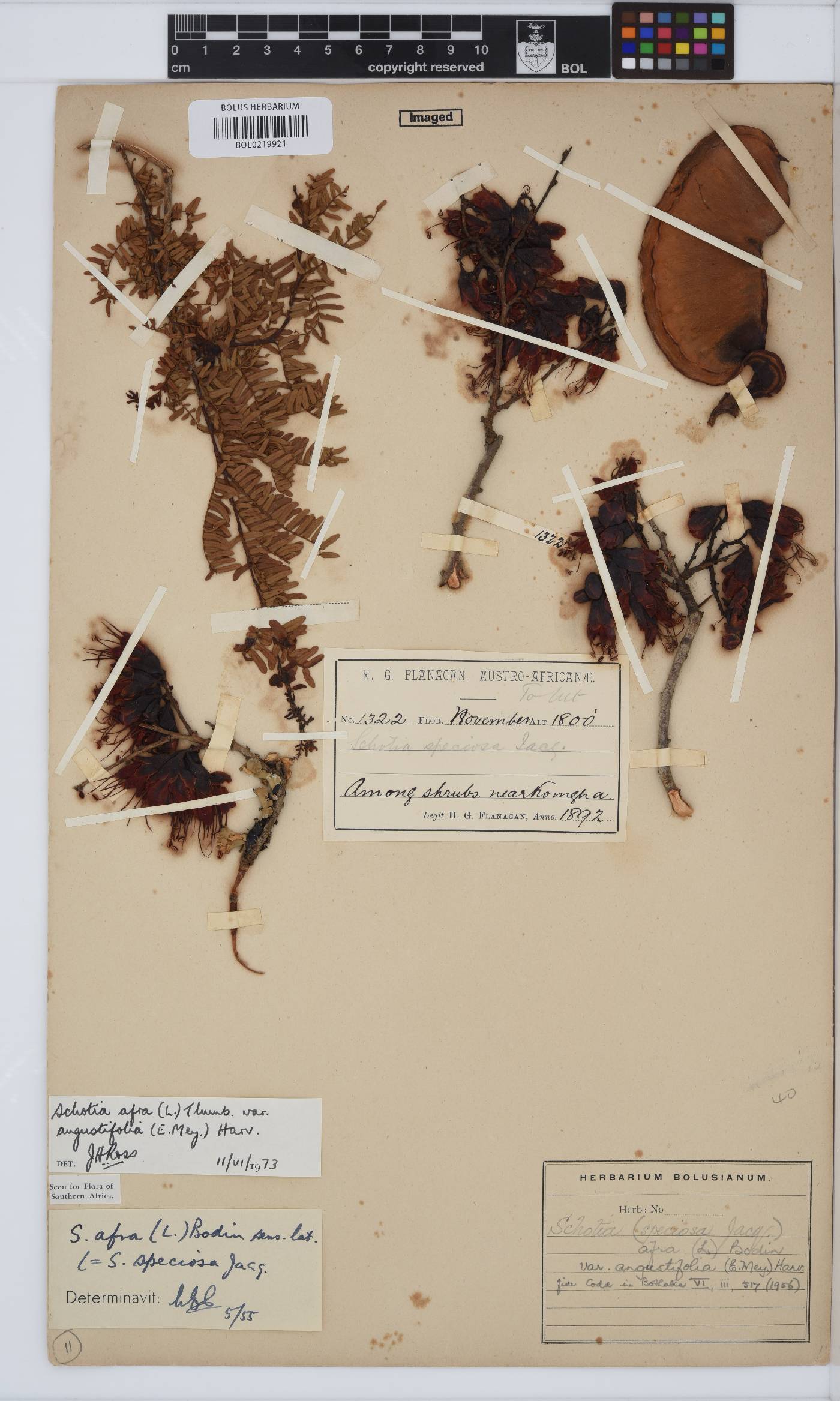 Schotia afra var. angustifolia image