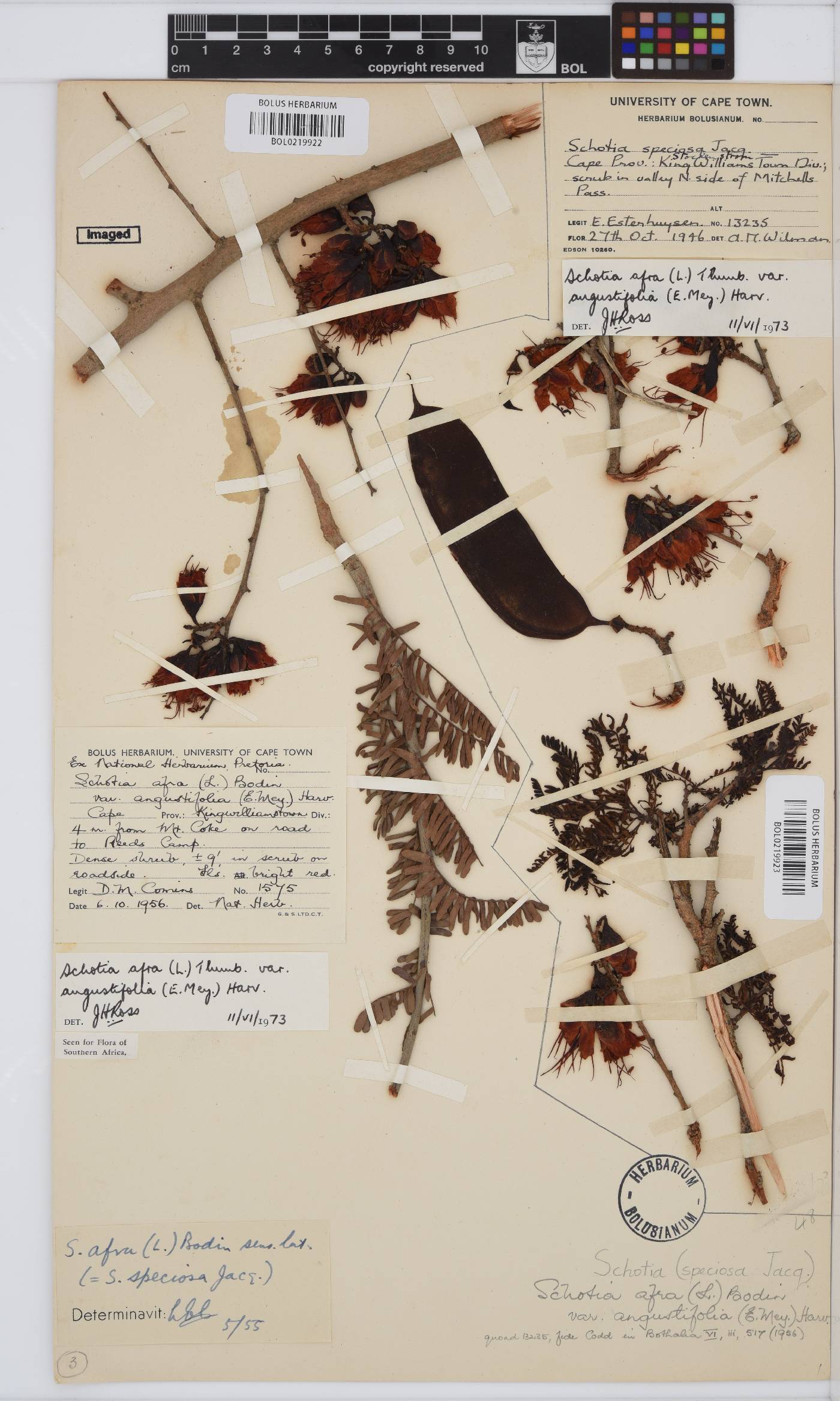 Schotia afra image