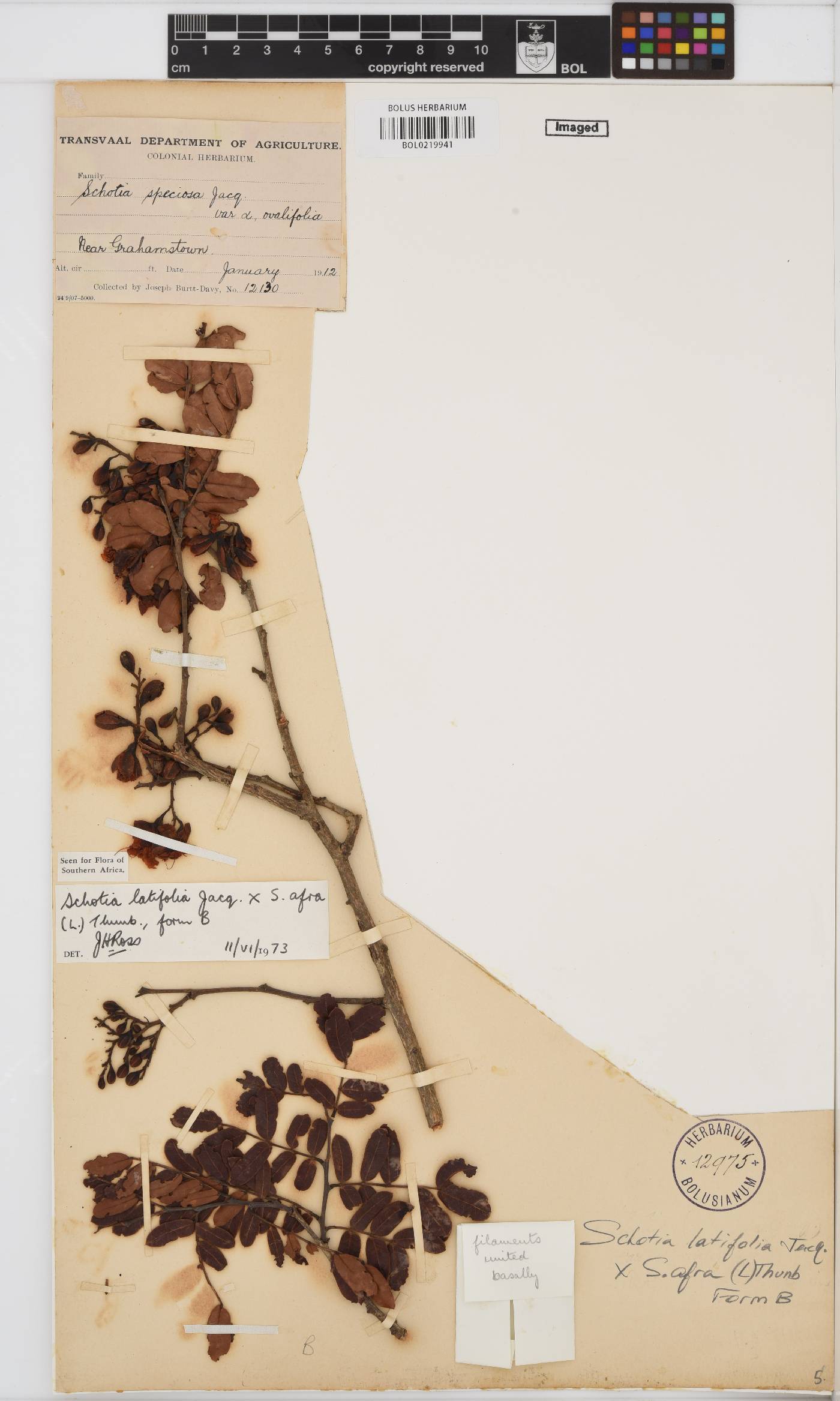 Schotia latifolia image