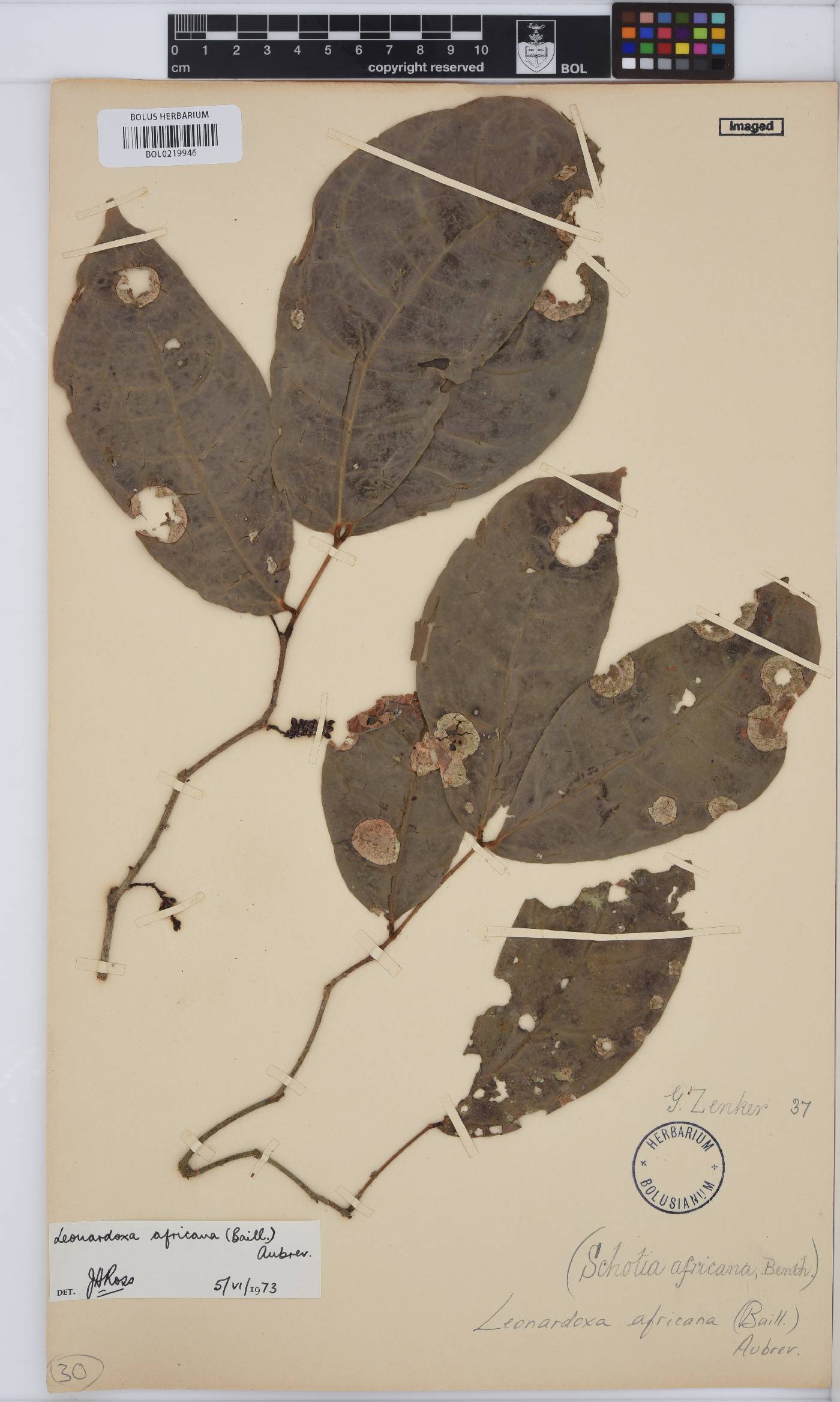 Leonardoxa africana image