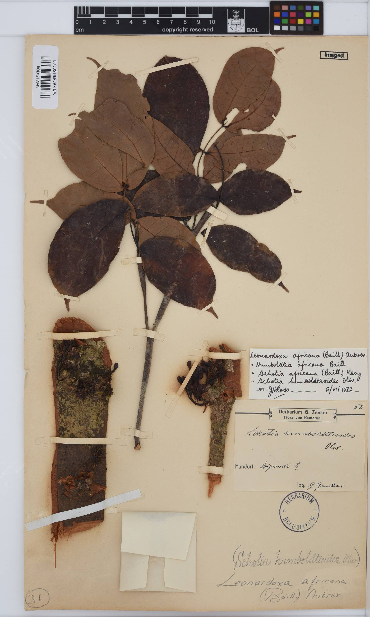 Leonardoxa africana image