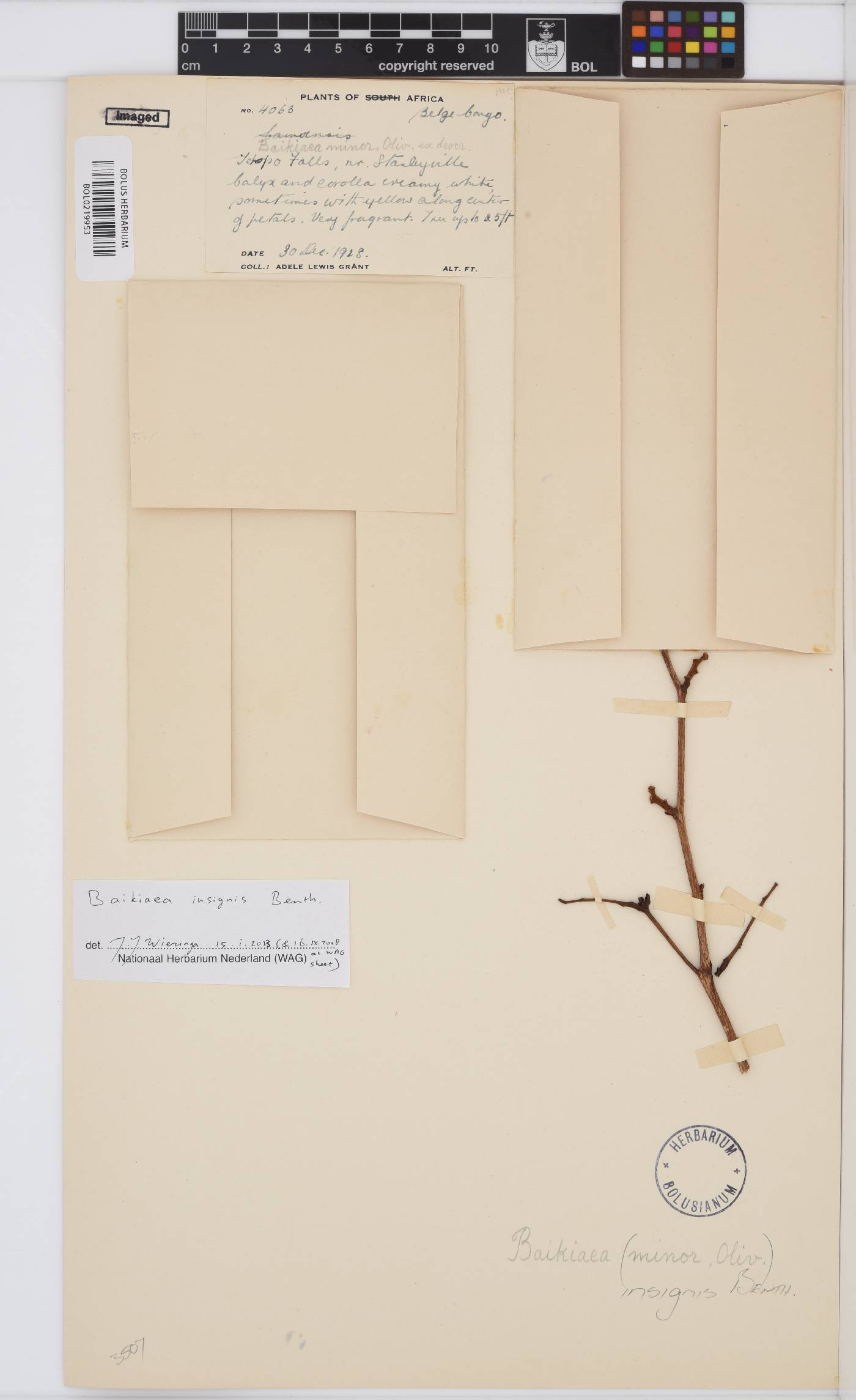 Baikiaea insignis image