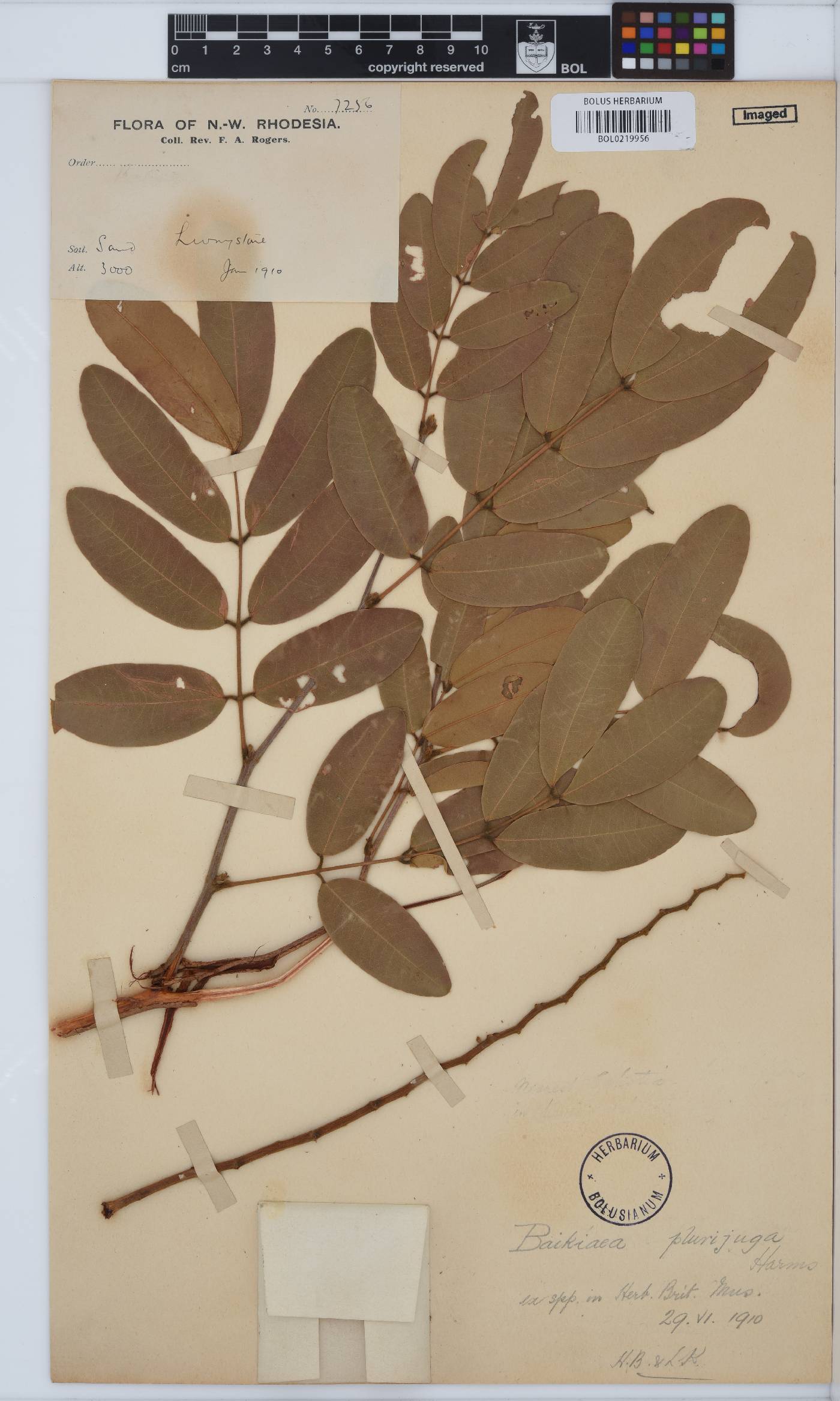 Baikiaea plurijuga image