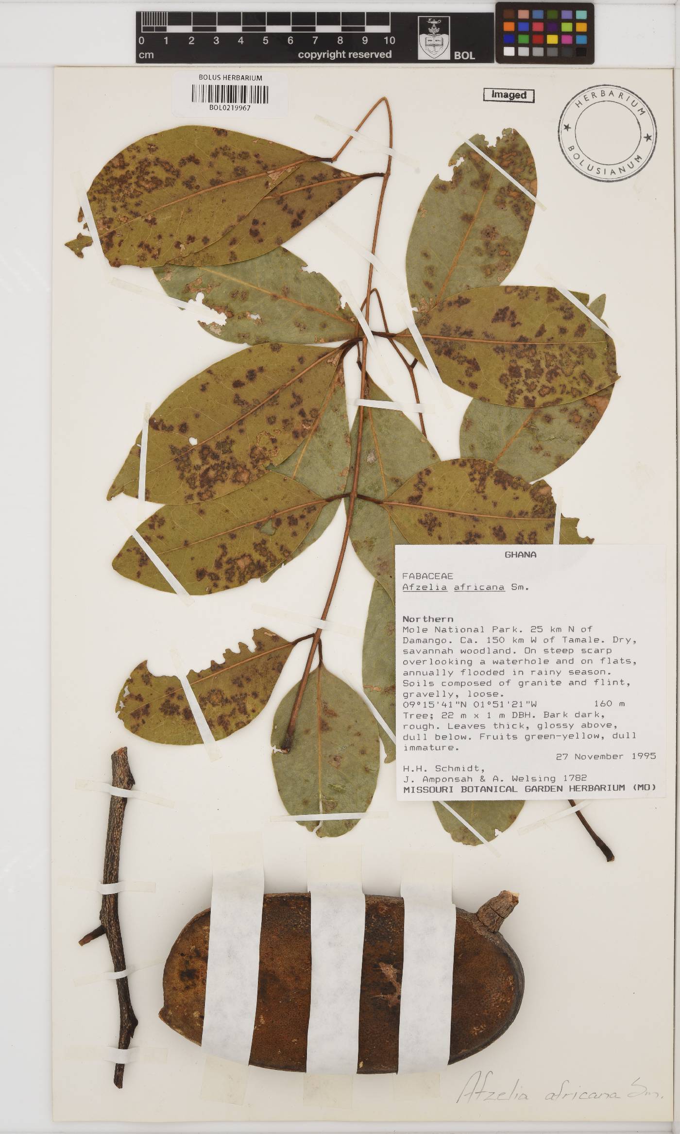 Afzelia africana image
