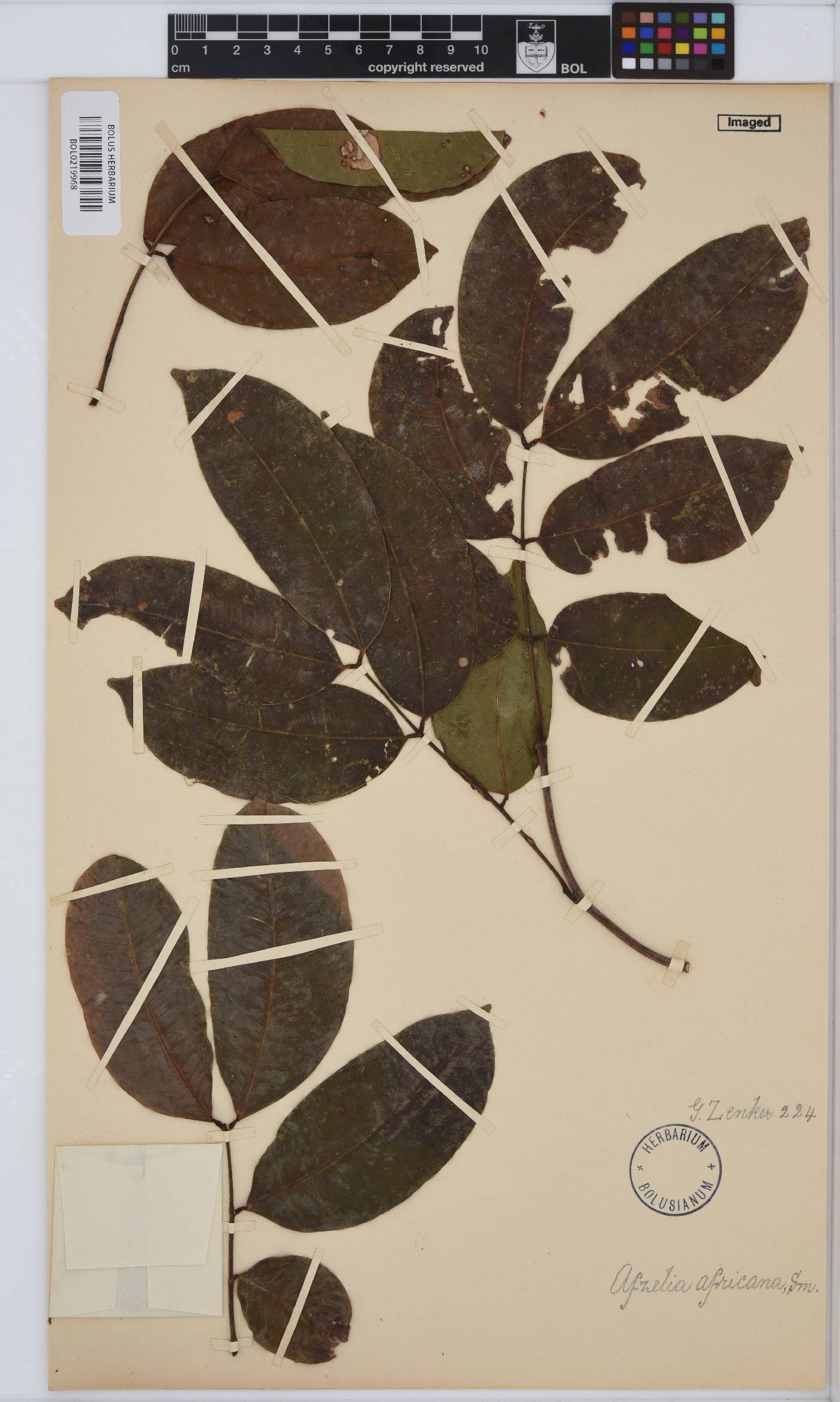 Afzelia africana image