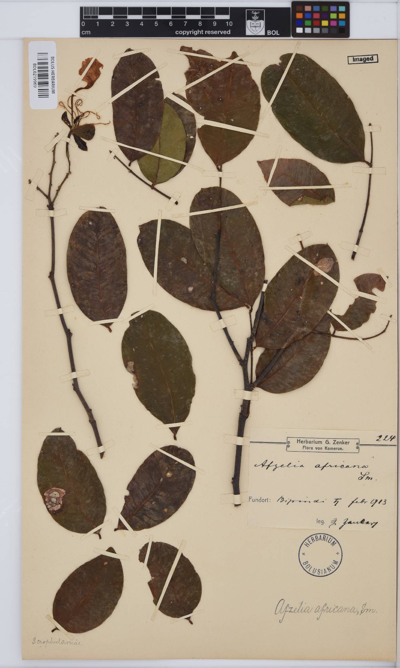 Afzelia africana image