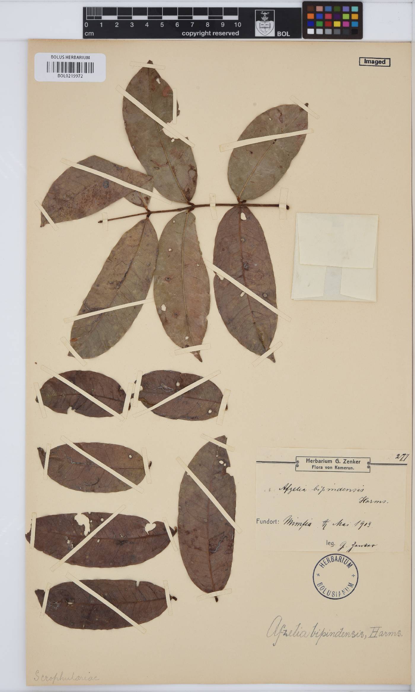 Afzelia bipindensis image