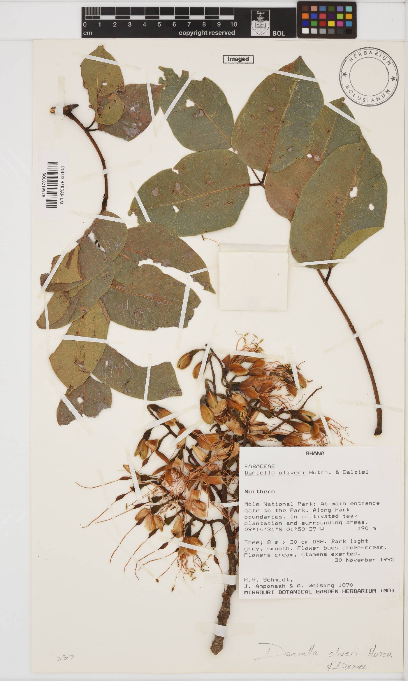 Daniellia oliveri image
