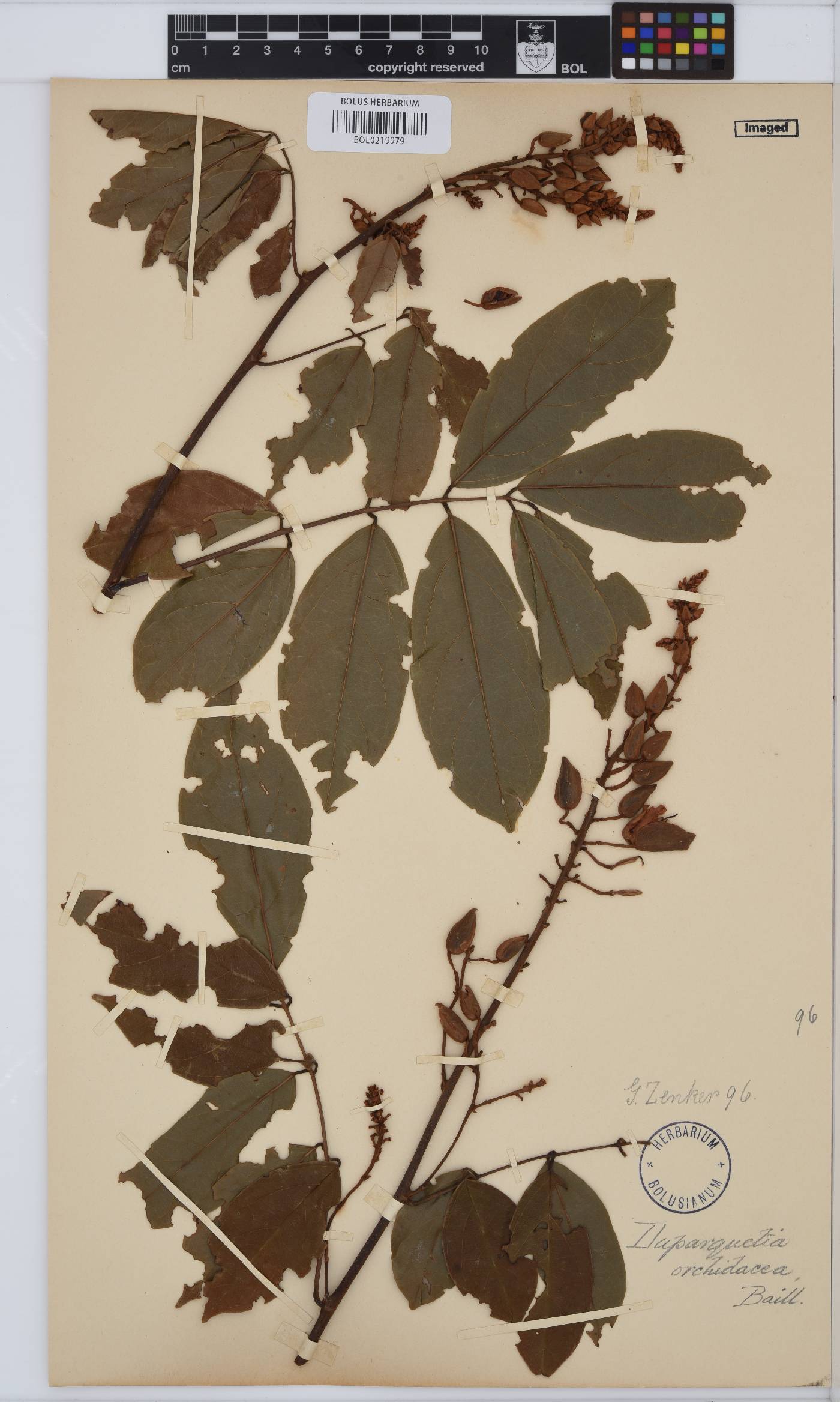 Duparquetia orchidacea image