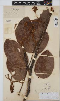 Isoberlinia tomentosa image