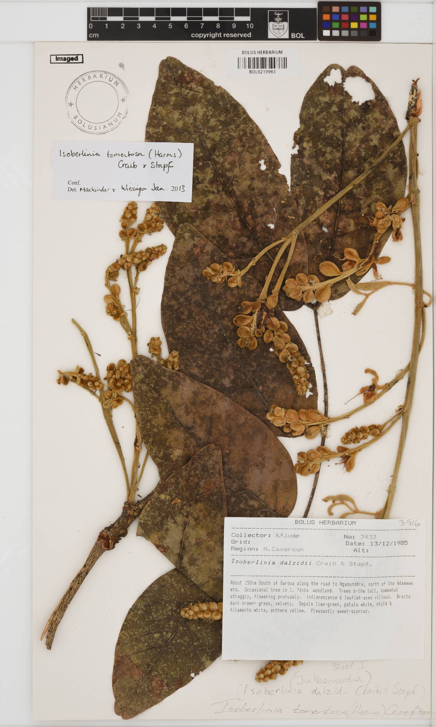 Isoberlinia tomentosa image