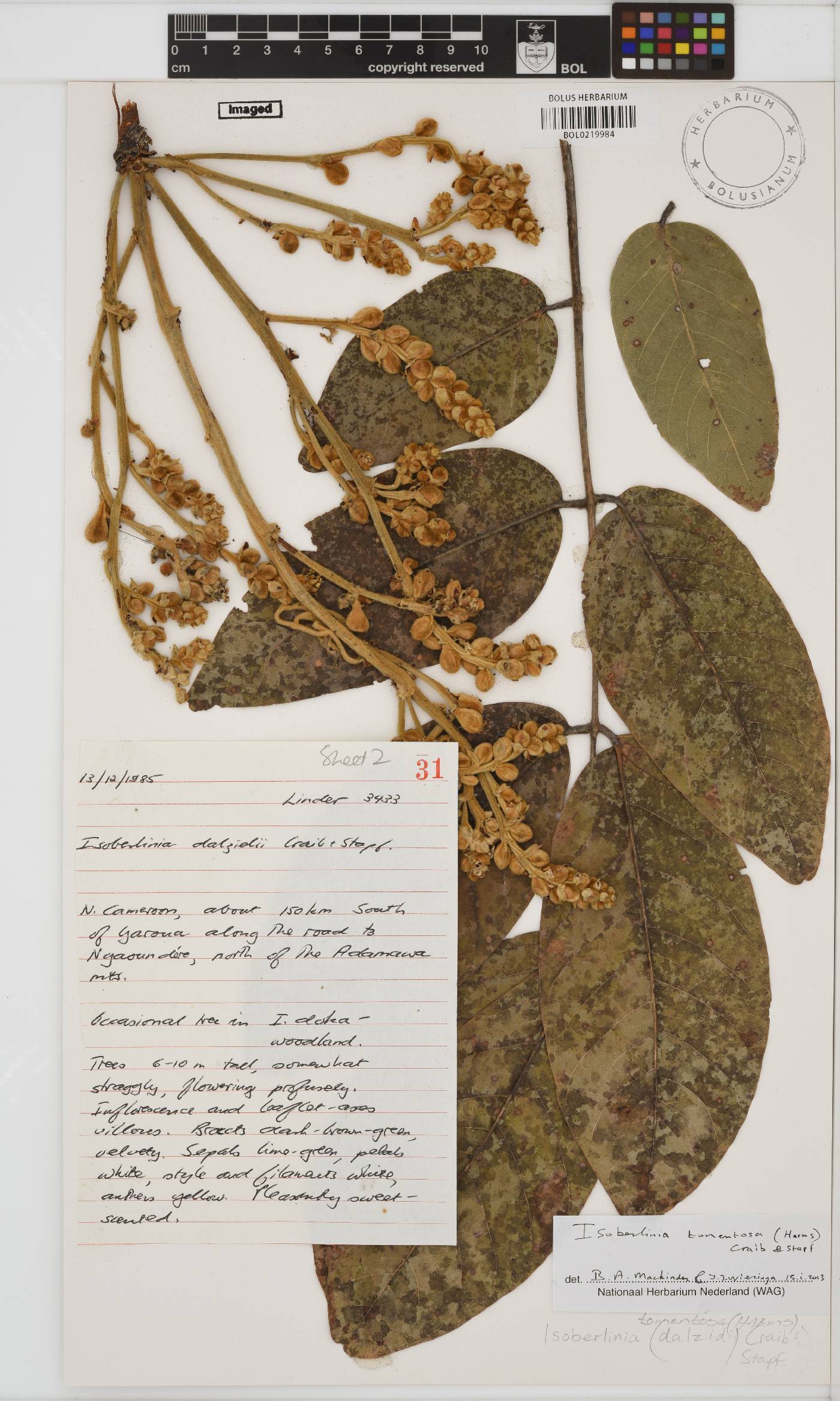 Isoberlinia tomentosa image