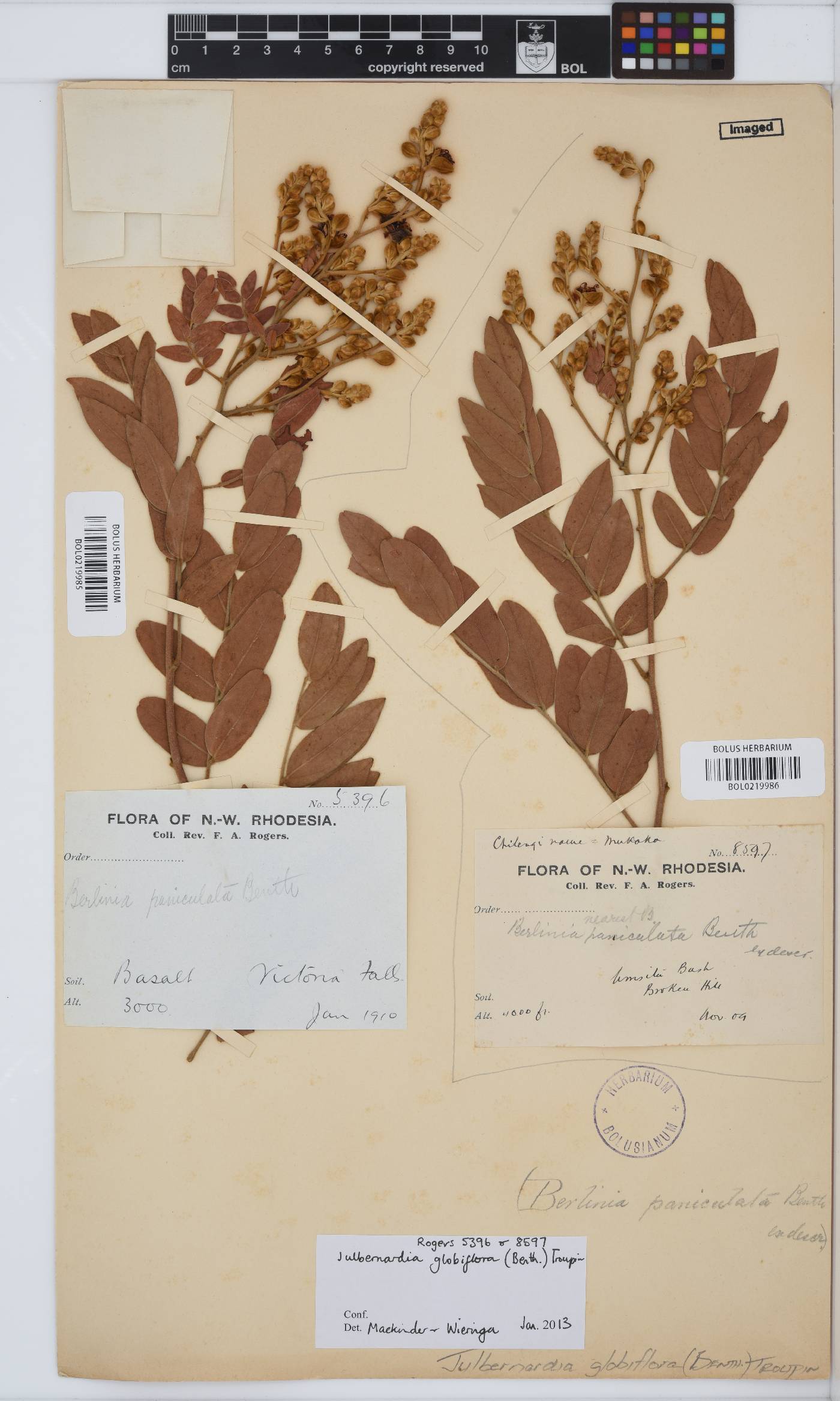 Julbernardia globiflora image