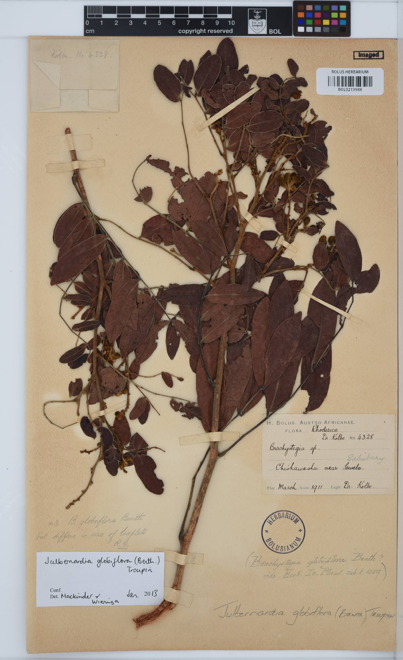 Julbernardia globiflora image
