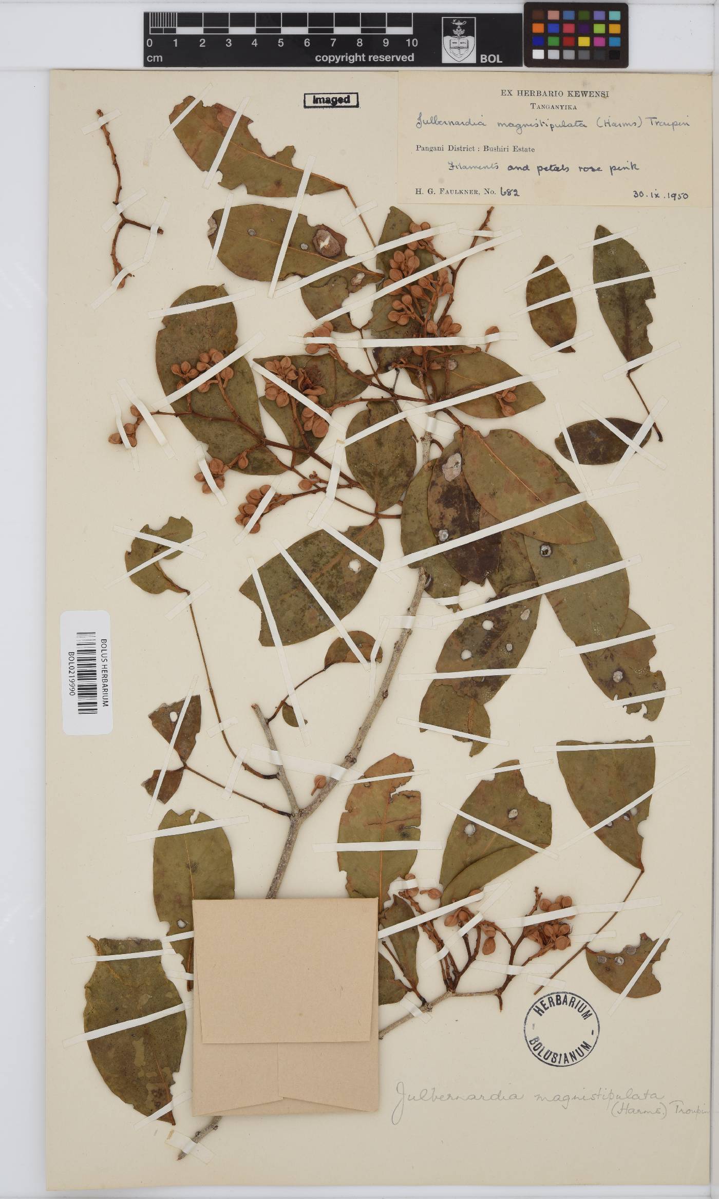 Julbernardia magnistipulata image
