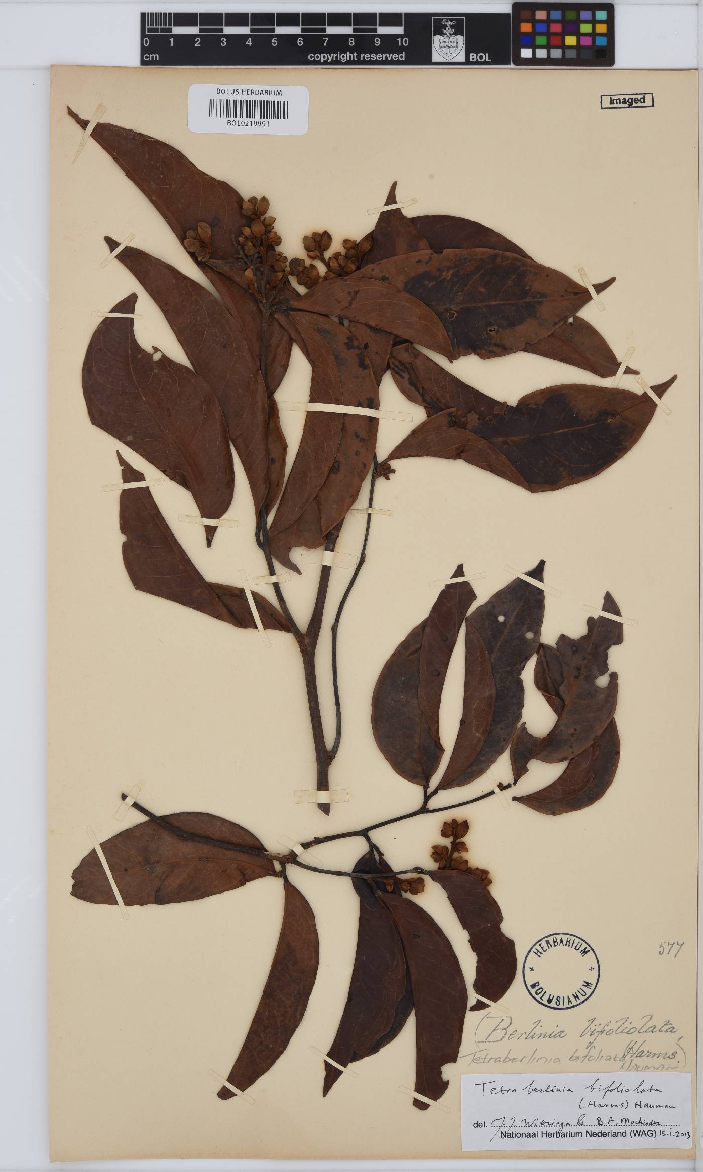 Tetraberlinia bifoliolata image