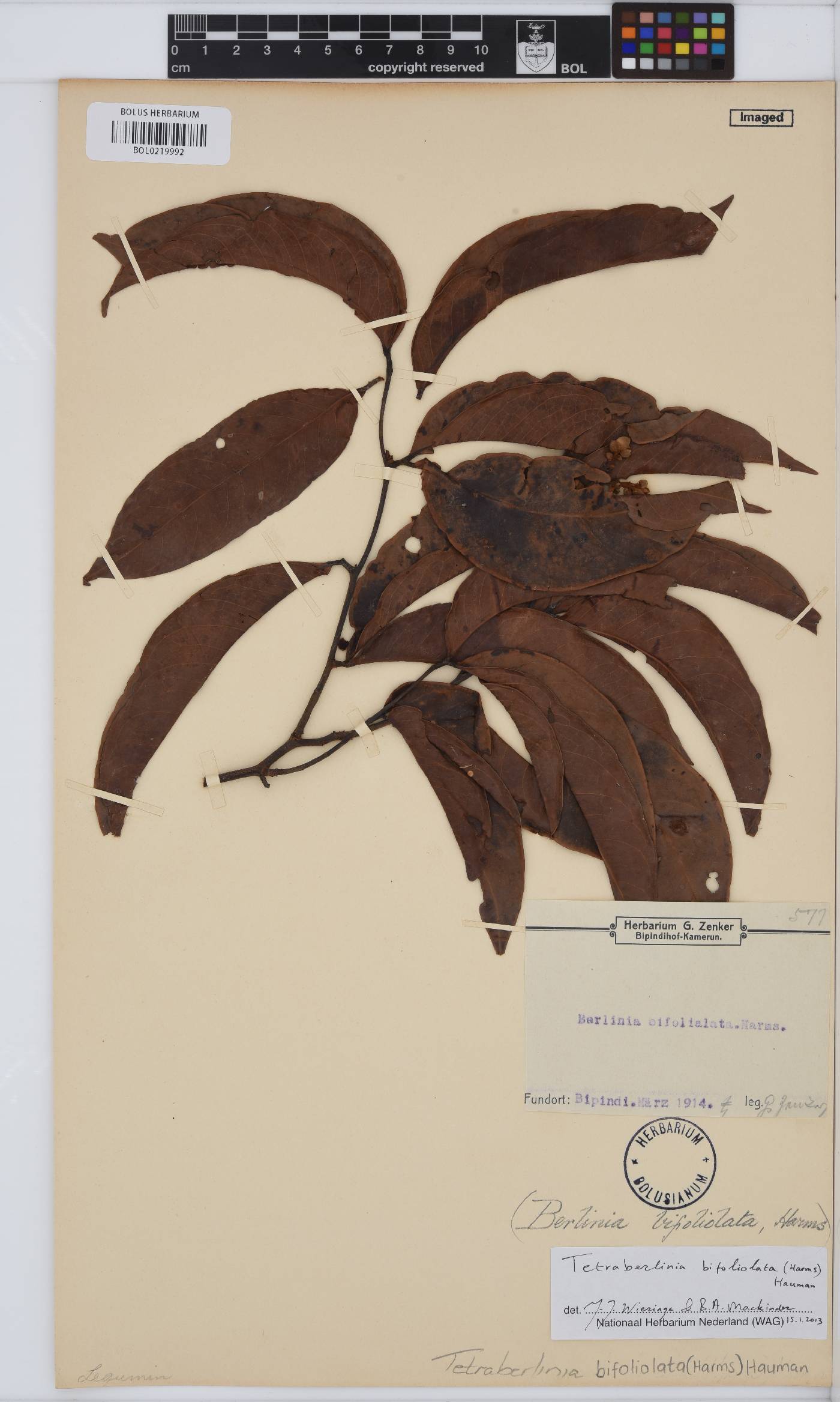 Tetraberlinia bifoliolata image