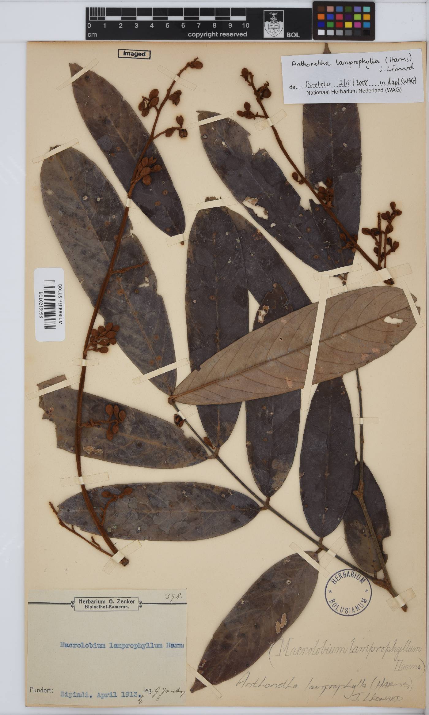 Anthonotha lamprophylla image