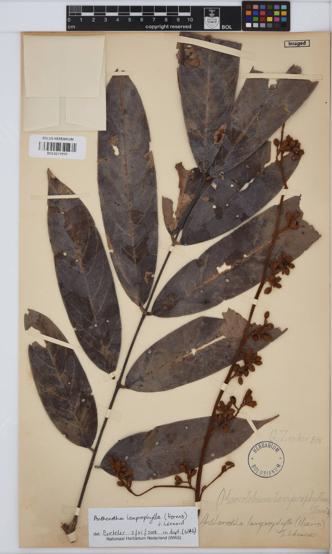 Anthonotha lamprophylla image