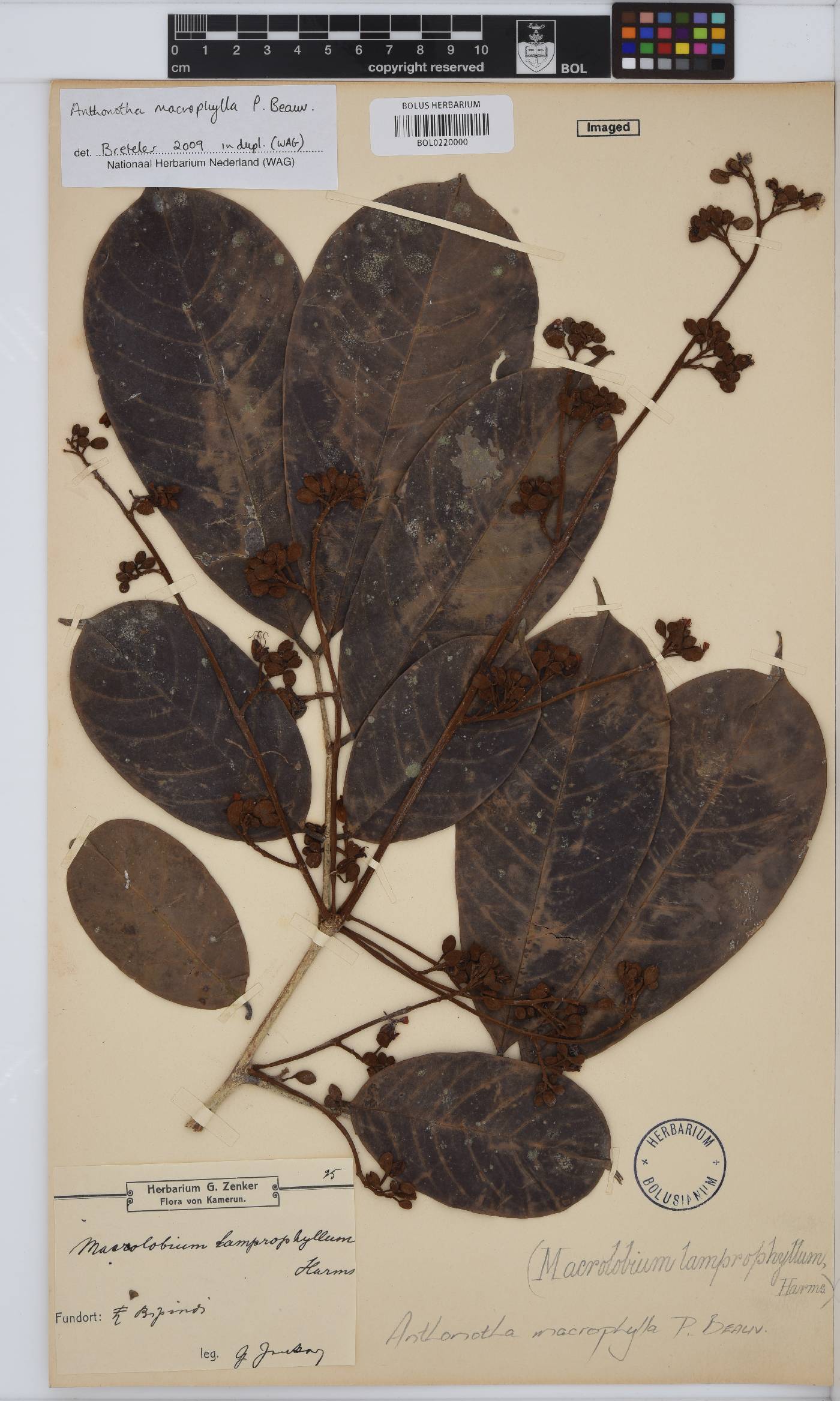 Anthonotha macrophylla image