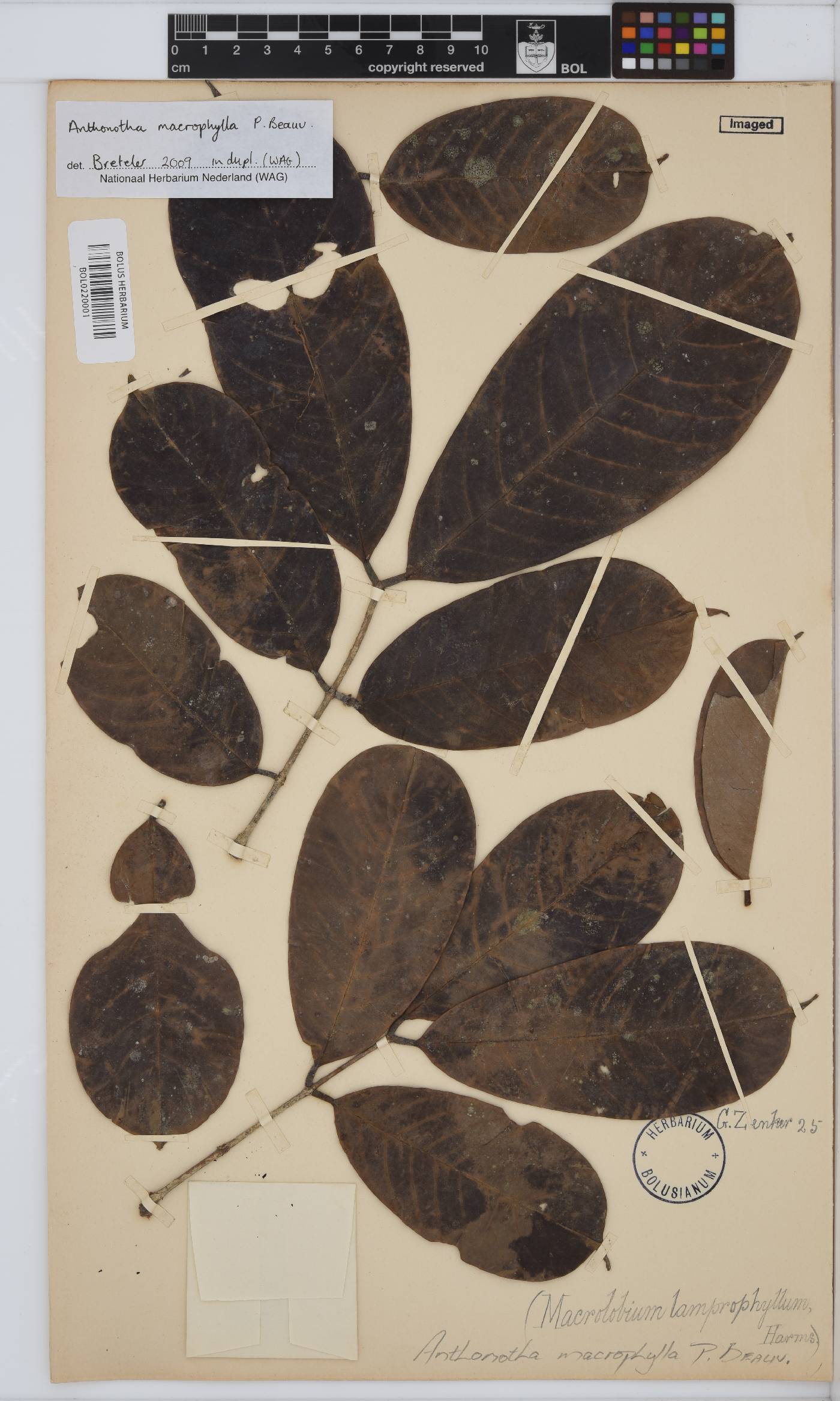 Anthonotha macrophylla image