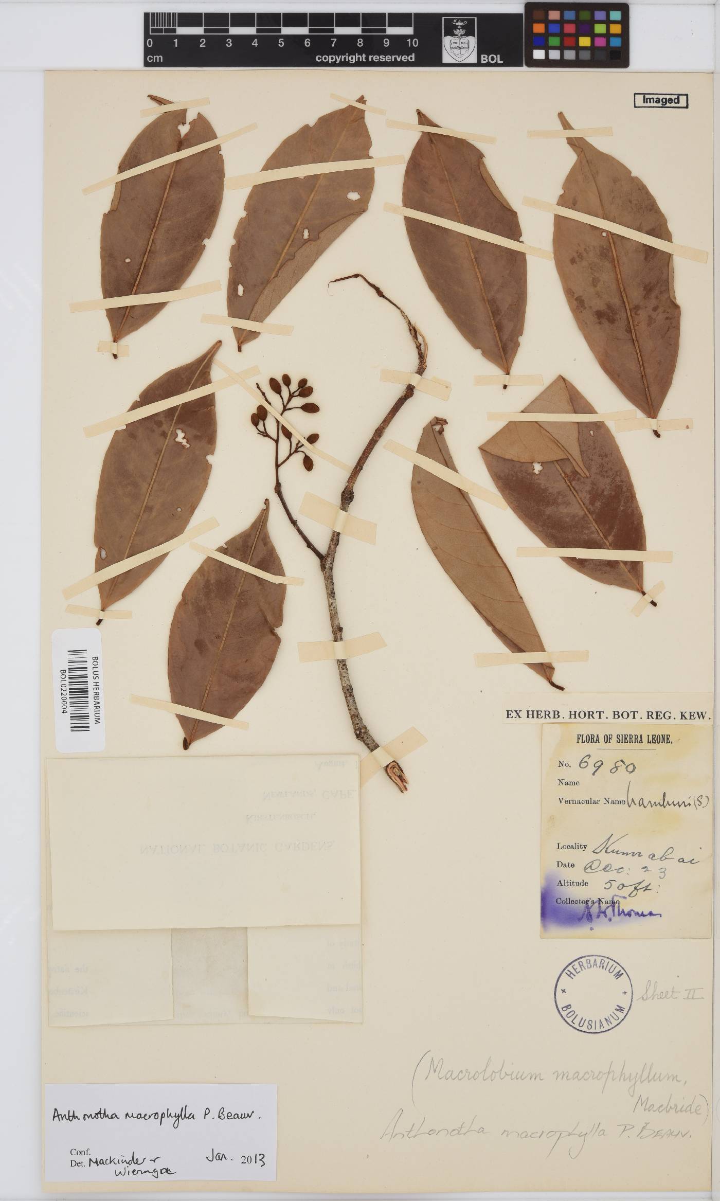 Anthonotha macrophylla image