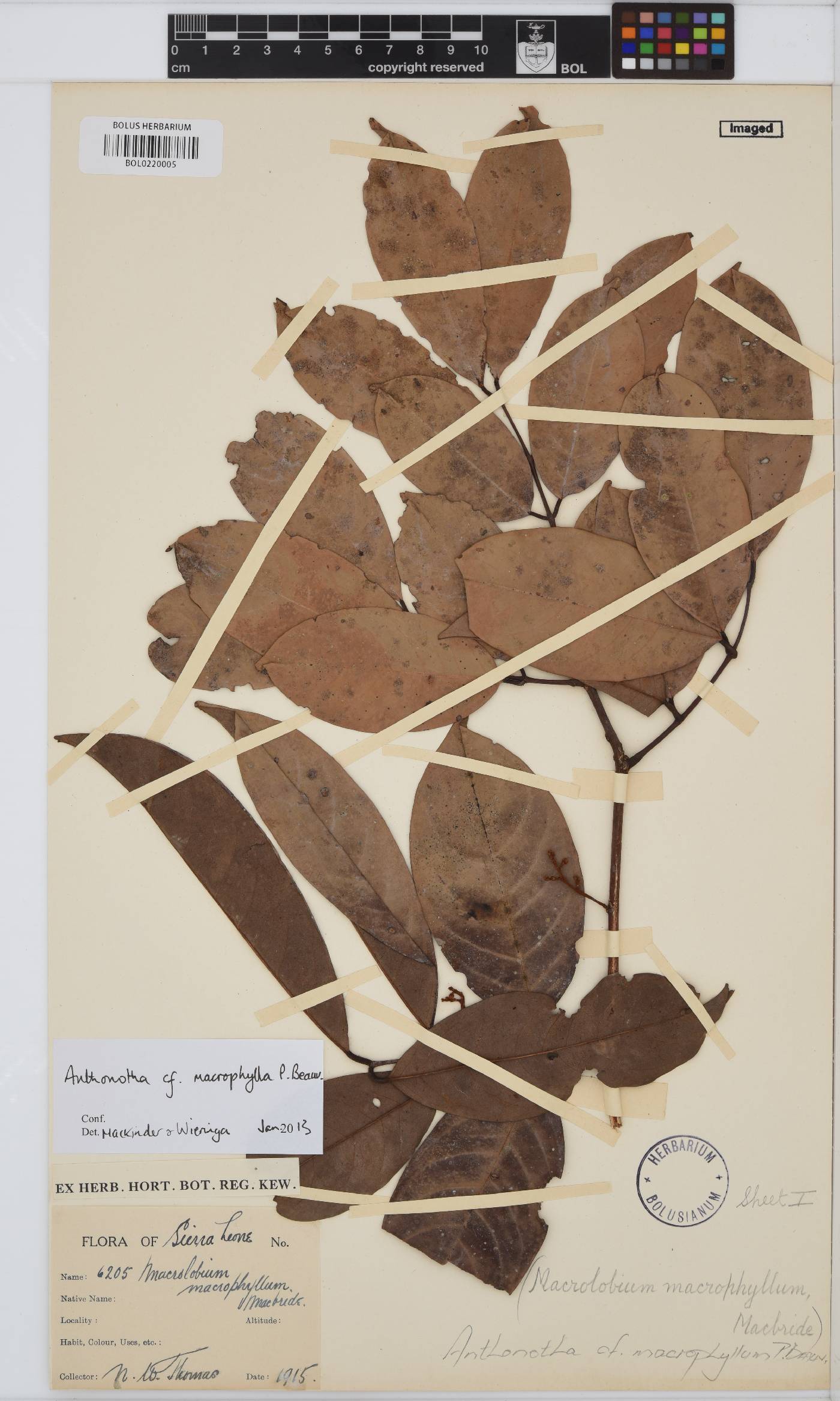 Anthonotha macrophylla image