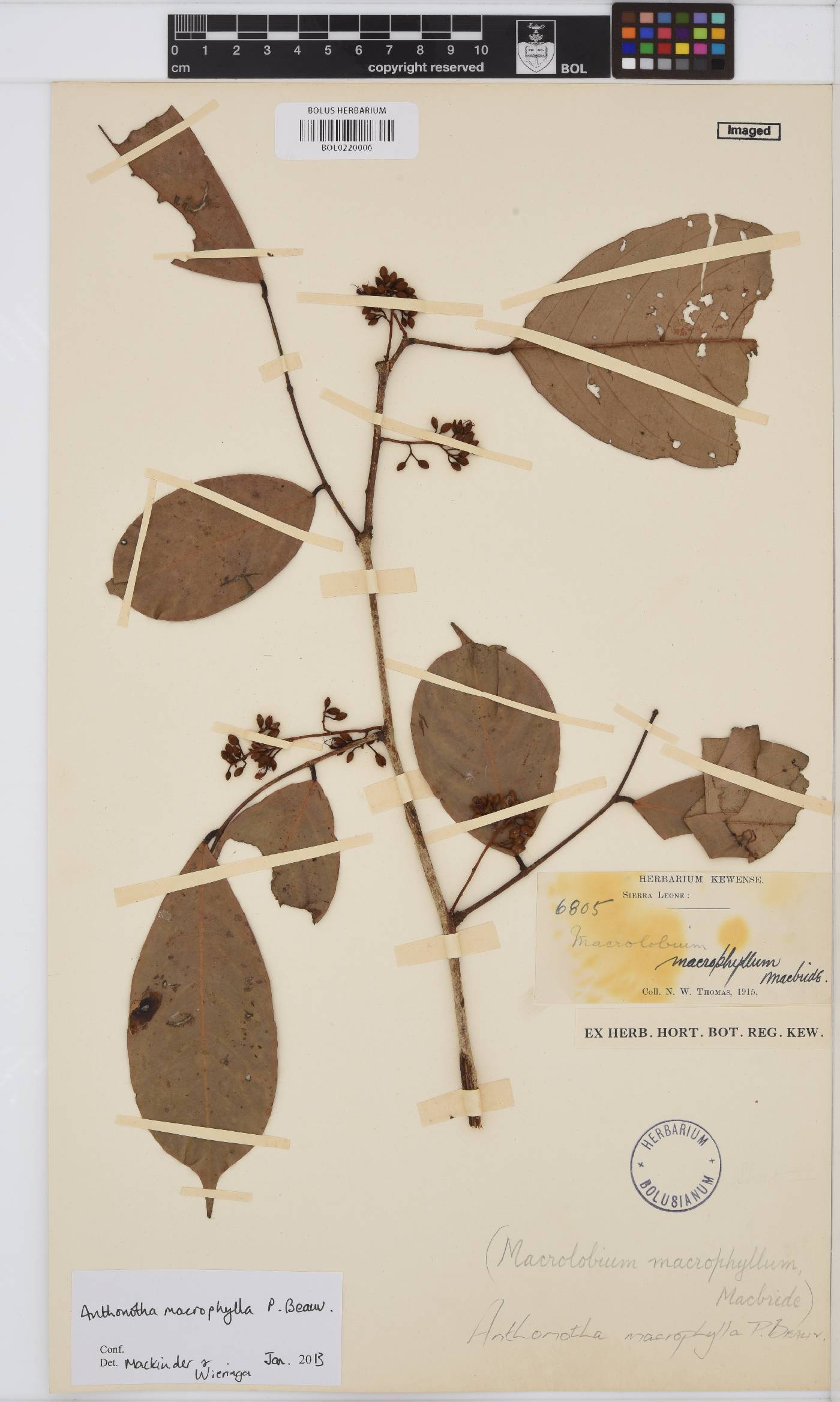 Anthonotha macrophylla image