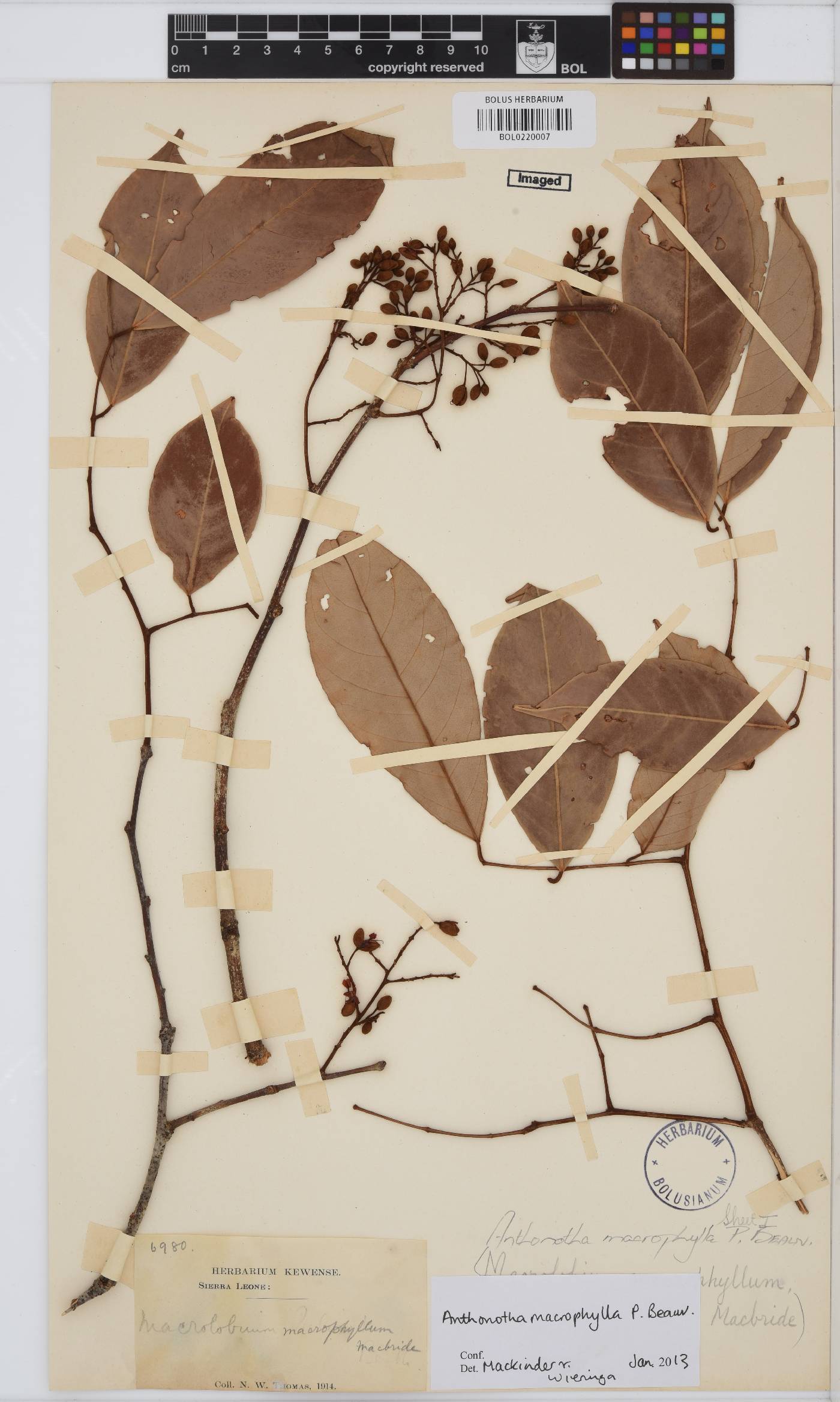 Anthonotha macrophylla image