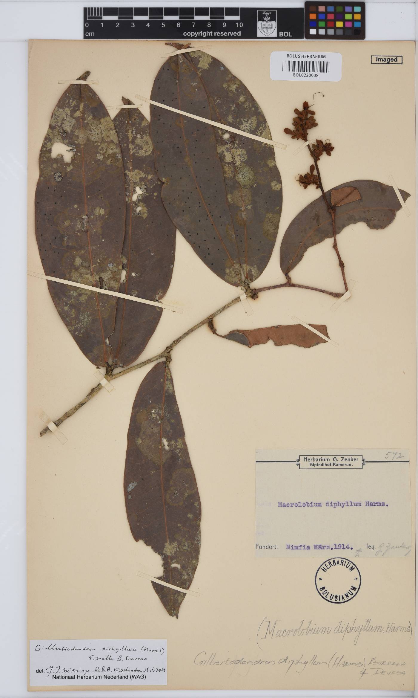 Gilbertiodendron zenkeri image