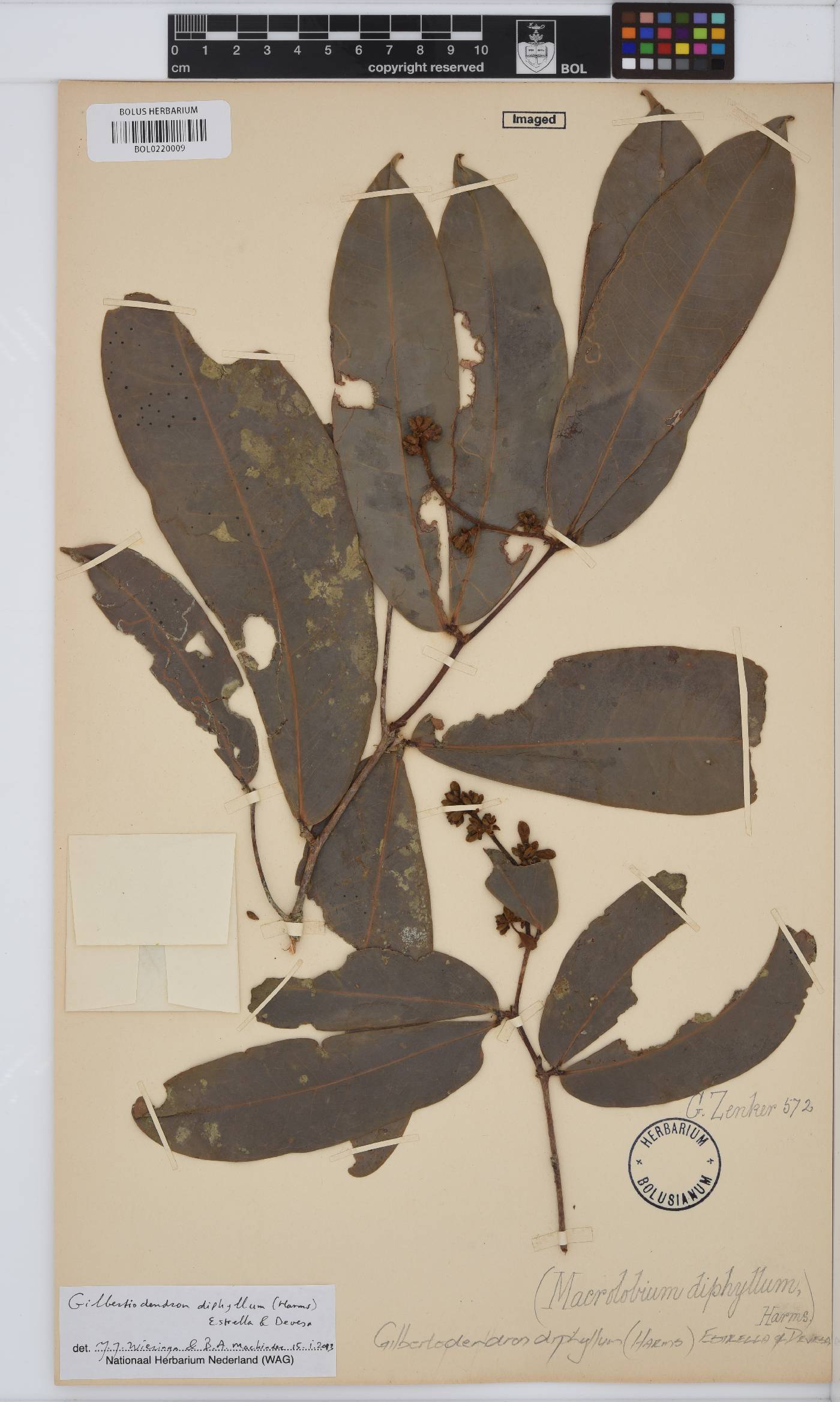 Gilbertiodendron diphyllum image