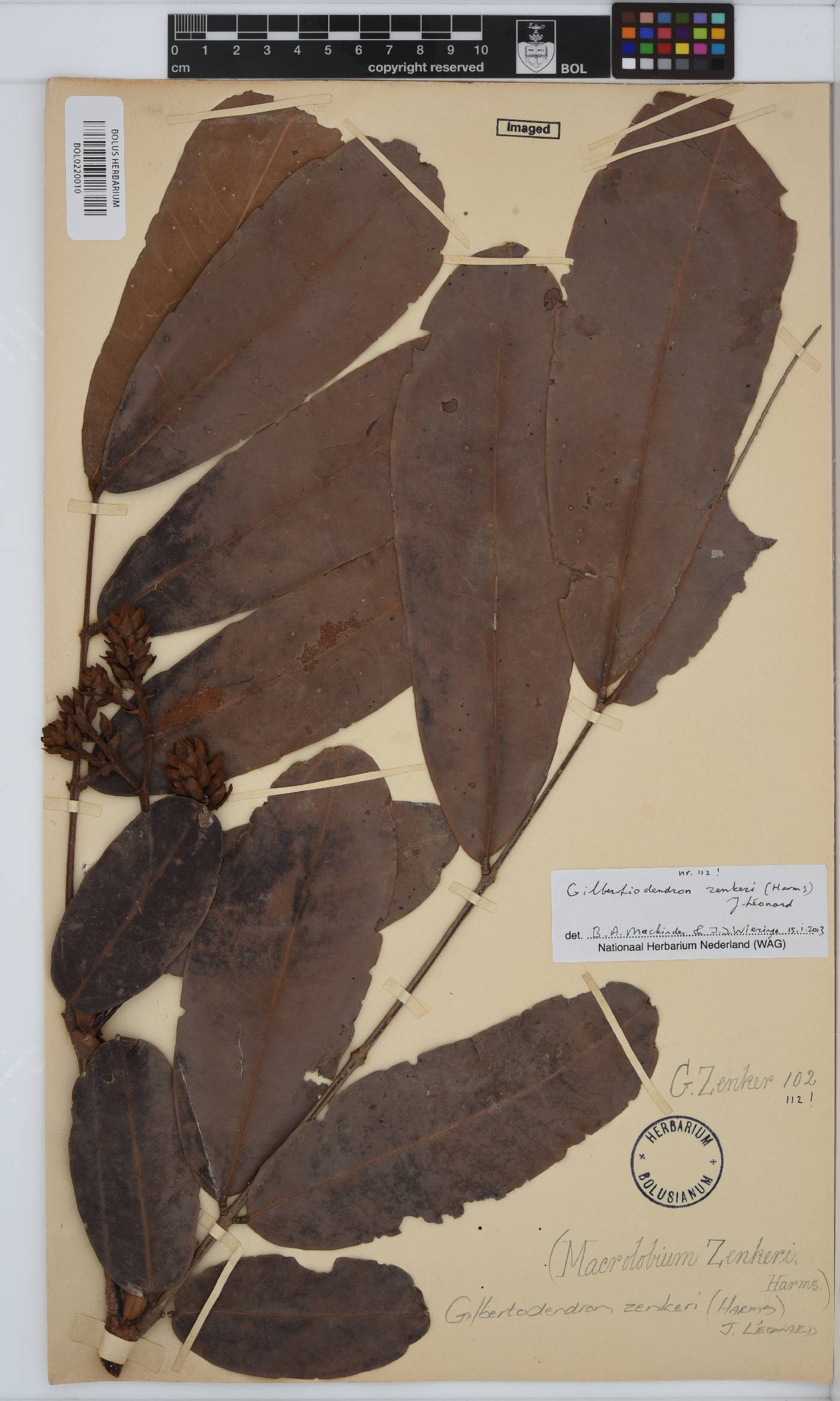 Gilbertiodendron image