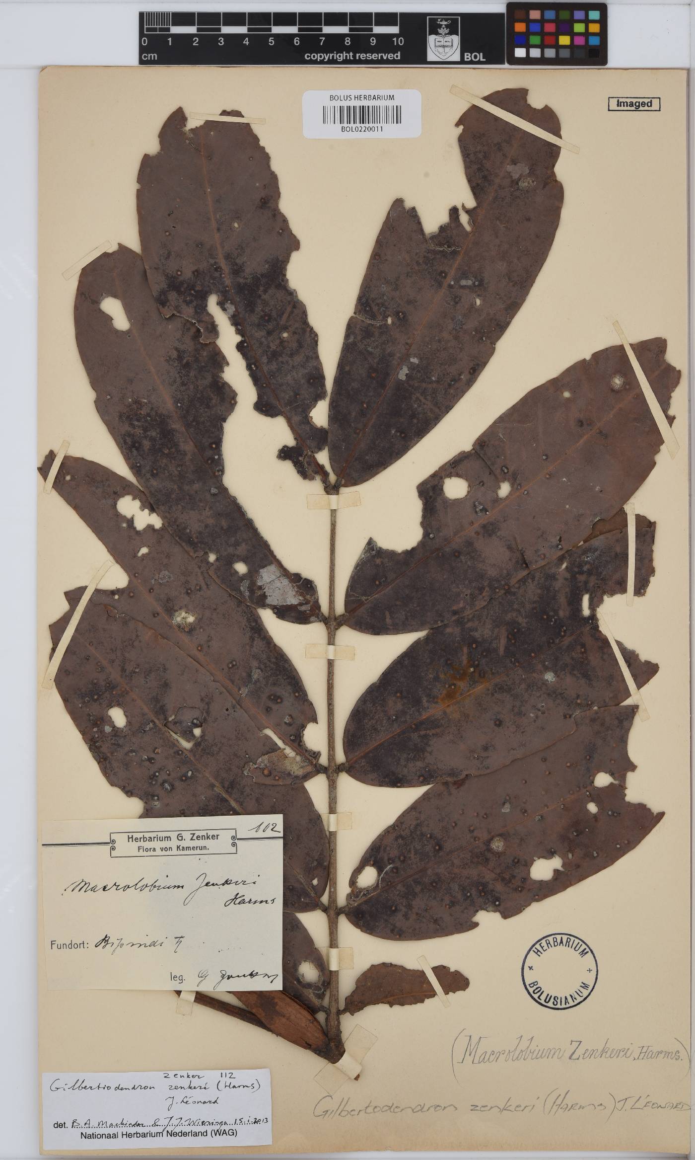 Gilbertiodendron zenkeri image